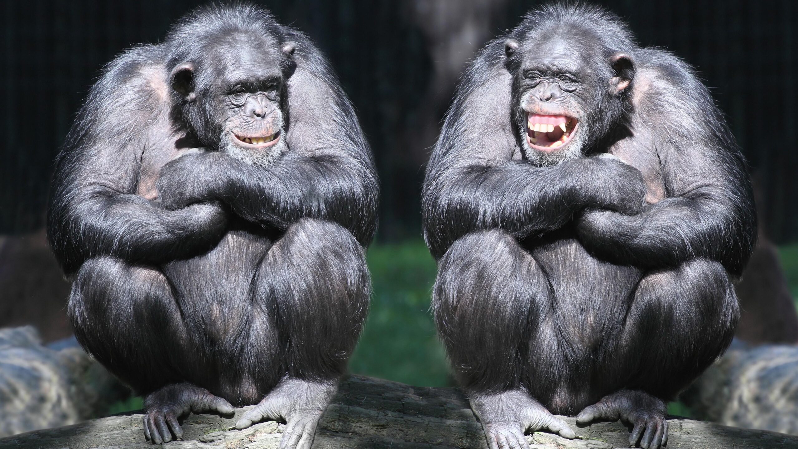 Wallpapers chimpanzee, couple, cute animals, monkey, funny, Animals