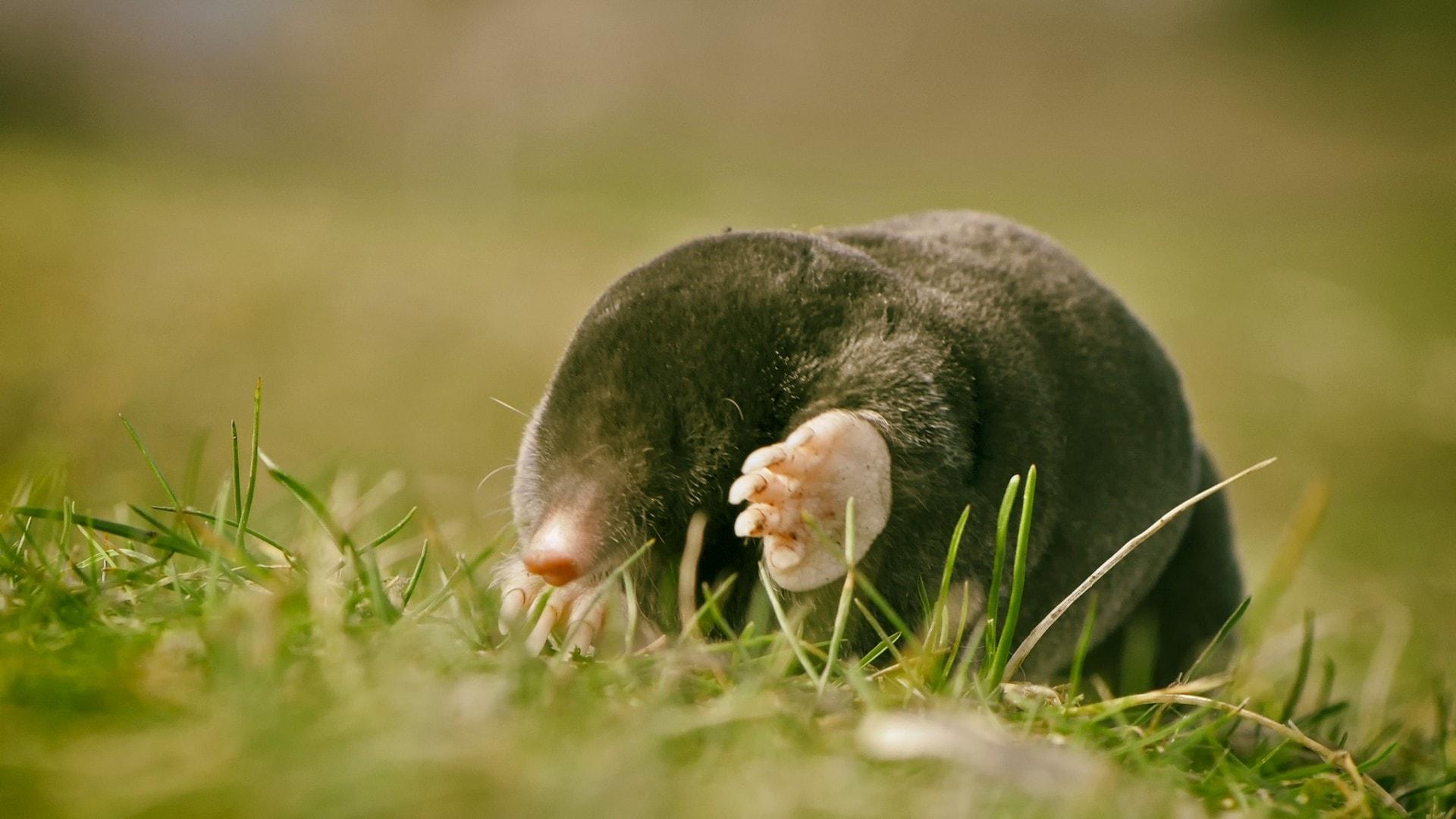 Mole HD Wallpapers