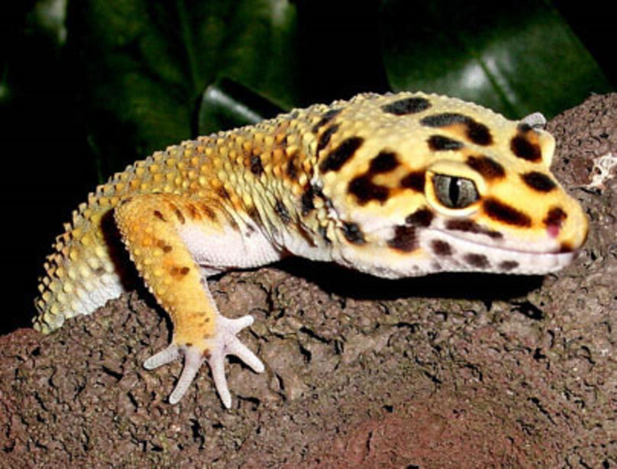 Gecko