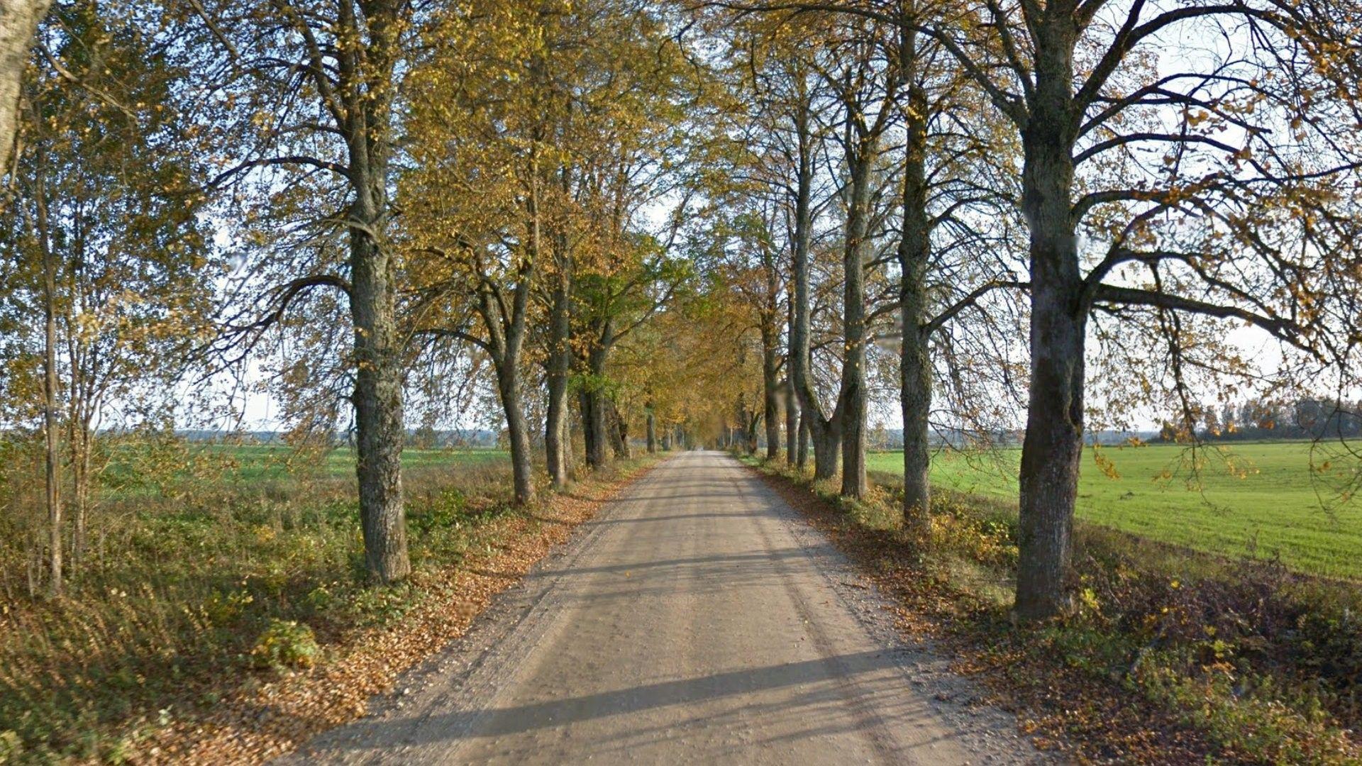 Miscellaneous: Tree Grass Field Forest Green Road Trees Autumn