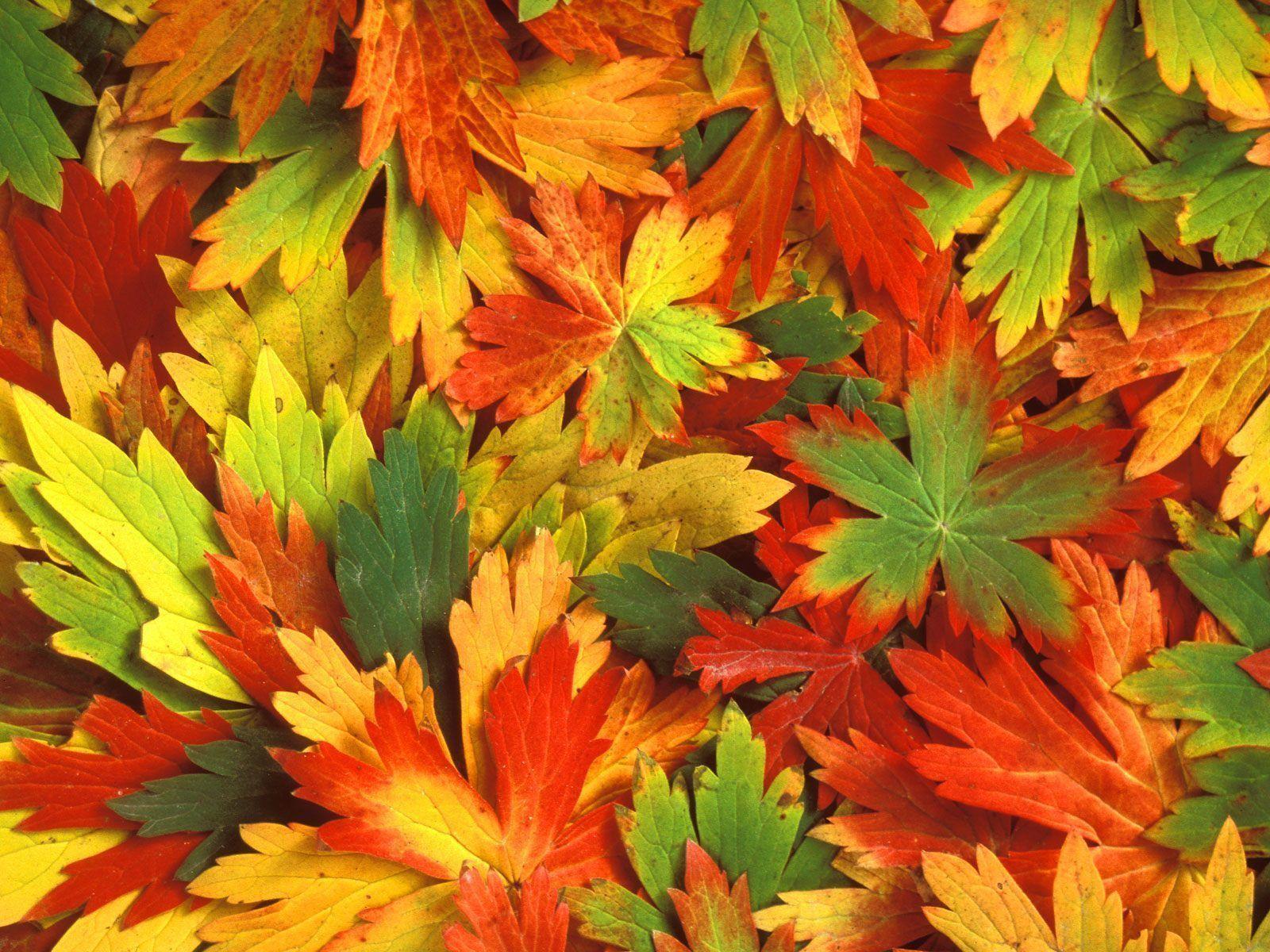 Fall Leaf Wallpapers 3D Colors Of Fall Wallpapers HD Wallpapers