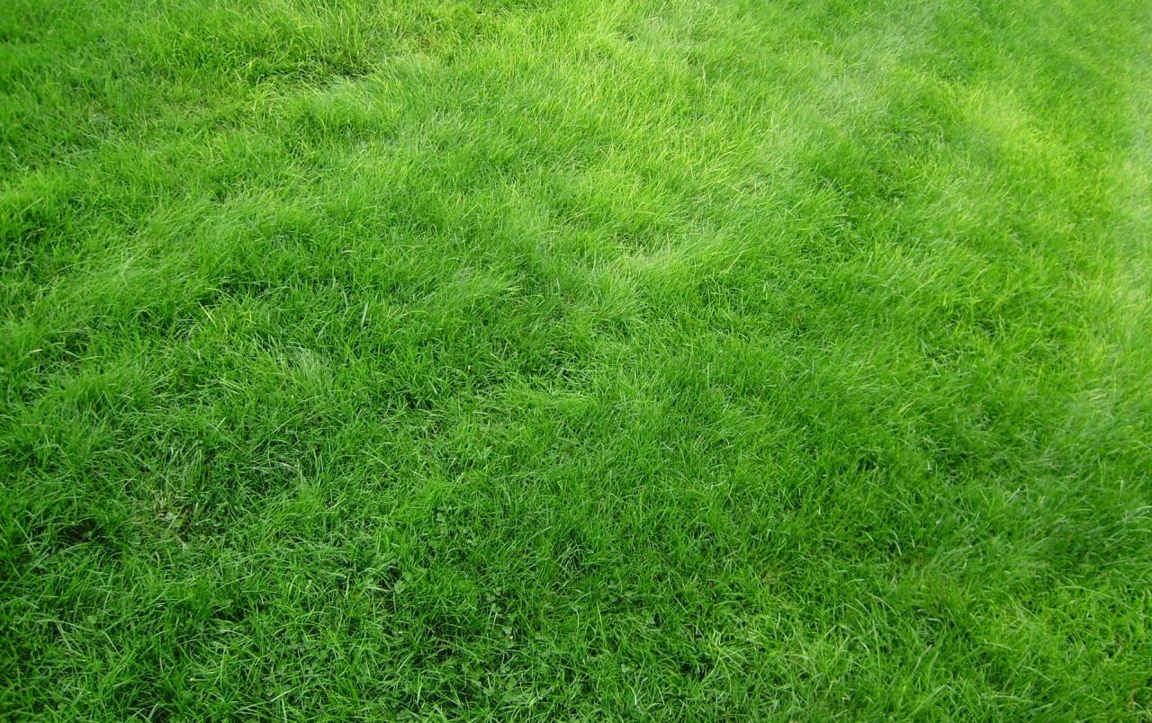 Bright Green Grass wallpapers