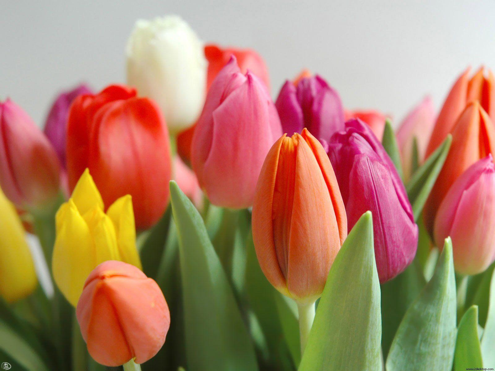 Tulip Pictures To Color 25150 Hd Wallpapers in Flowers