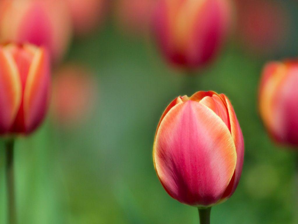 Red tulip desktop PC and Mac wallpapers