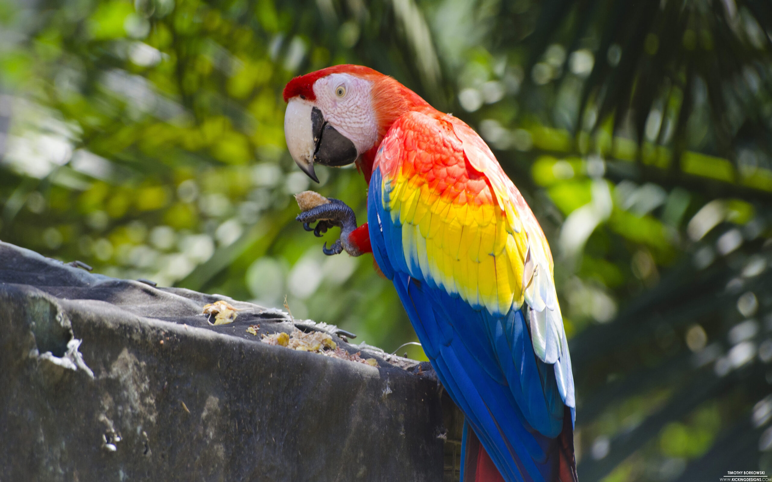 Scarlet Macaw Parrot Ultra Hd Wallpapers : Wallpapers13