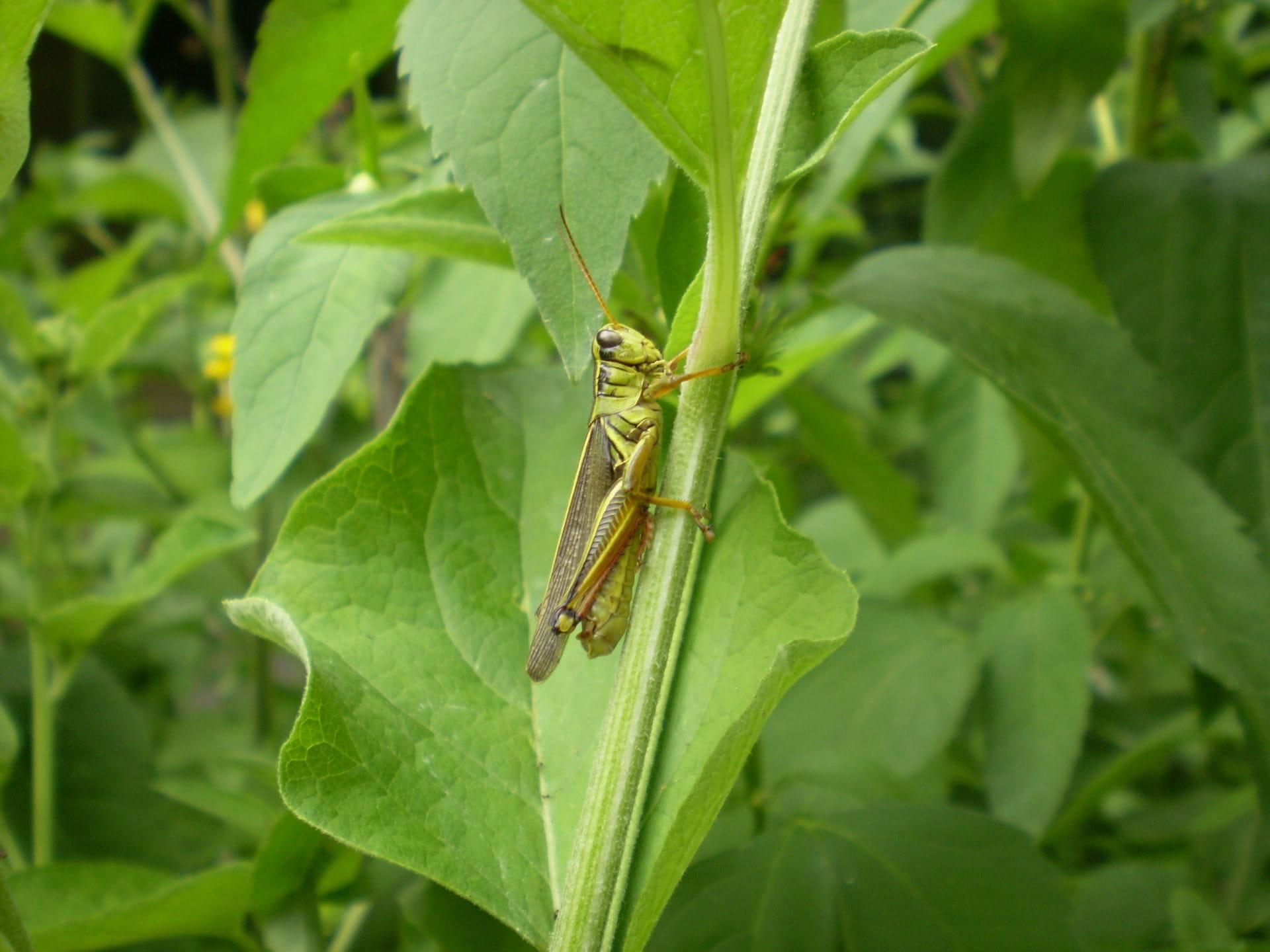 Bush cricket 1080P, 2K, 4K, 5K HD wallpapers free download