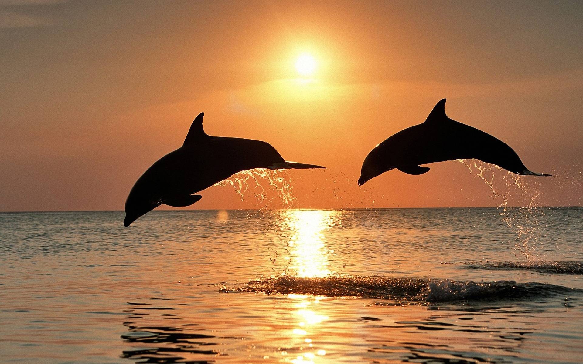 171 Dolphin Wallpapers