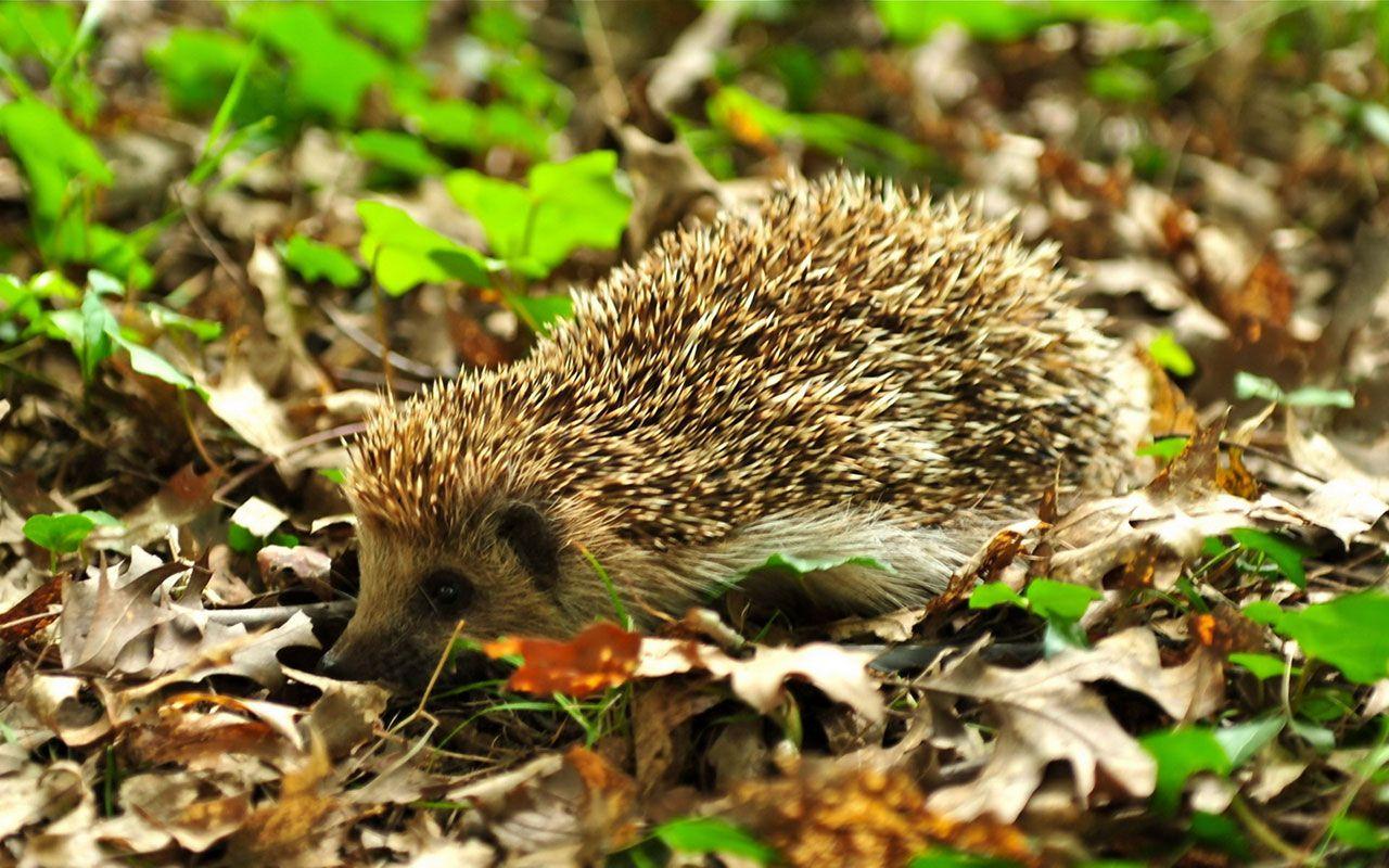 4K Hedgehogs Wallpapers High Quality