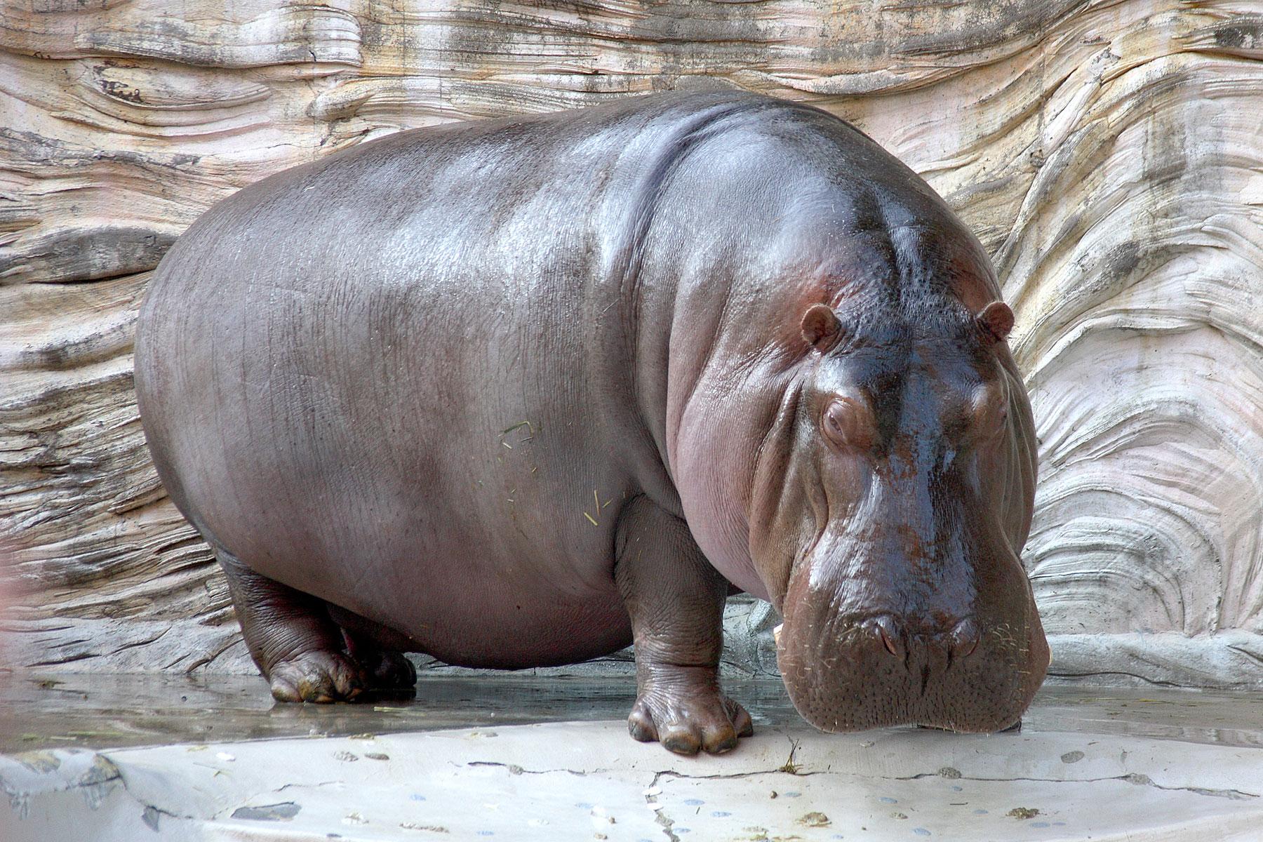 Hippopotamus Image Latest Full HD Wallpapers Gallery