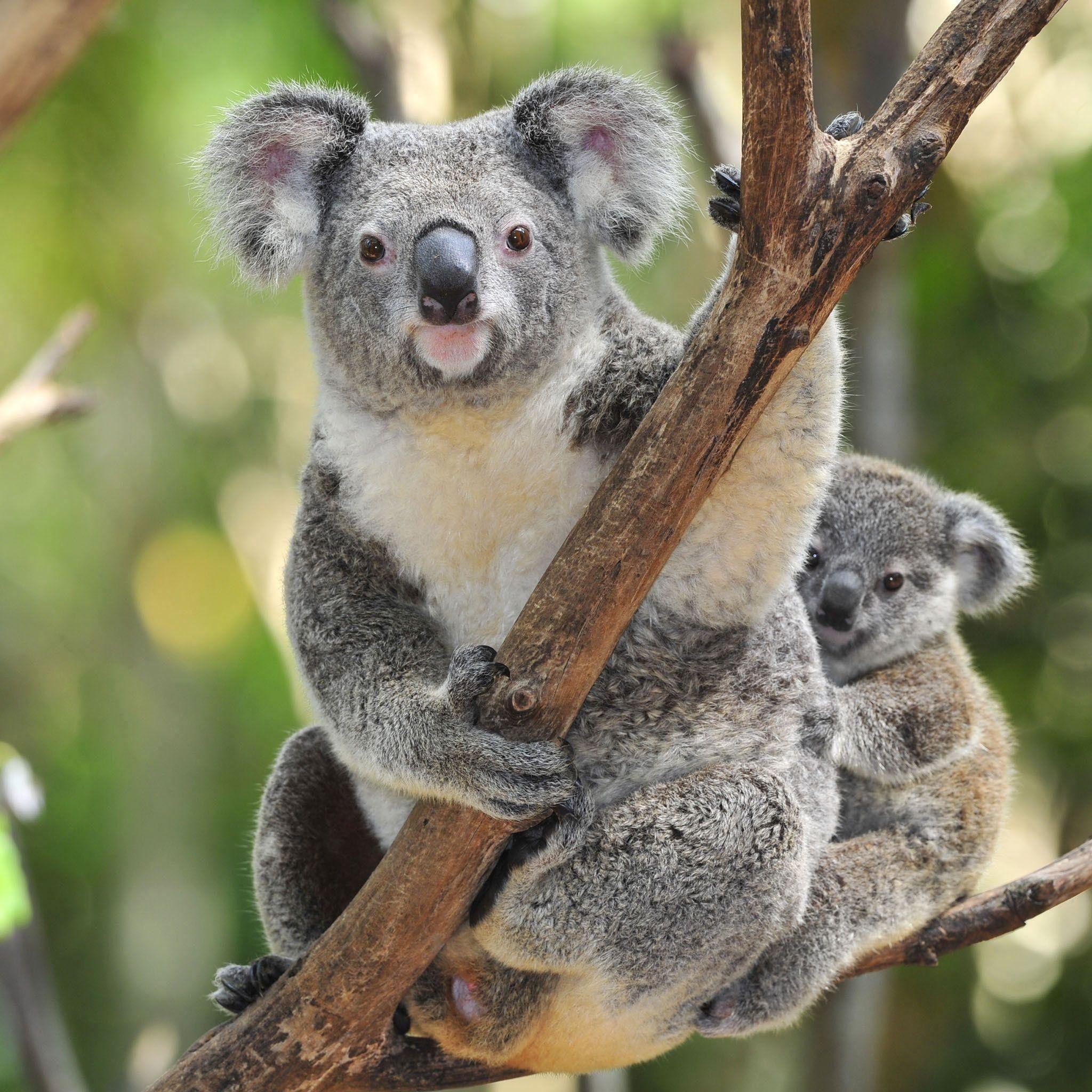 Baby Koala Wallpapers