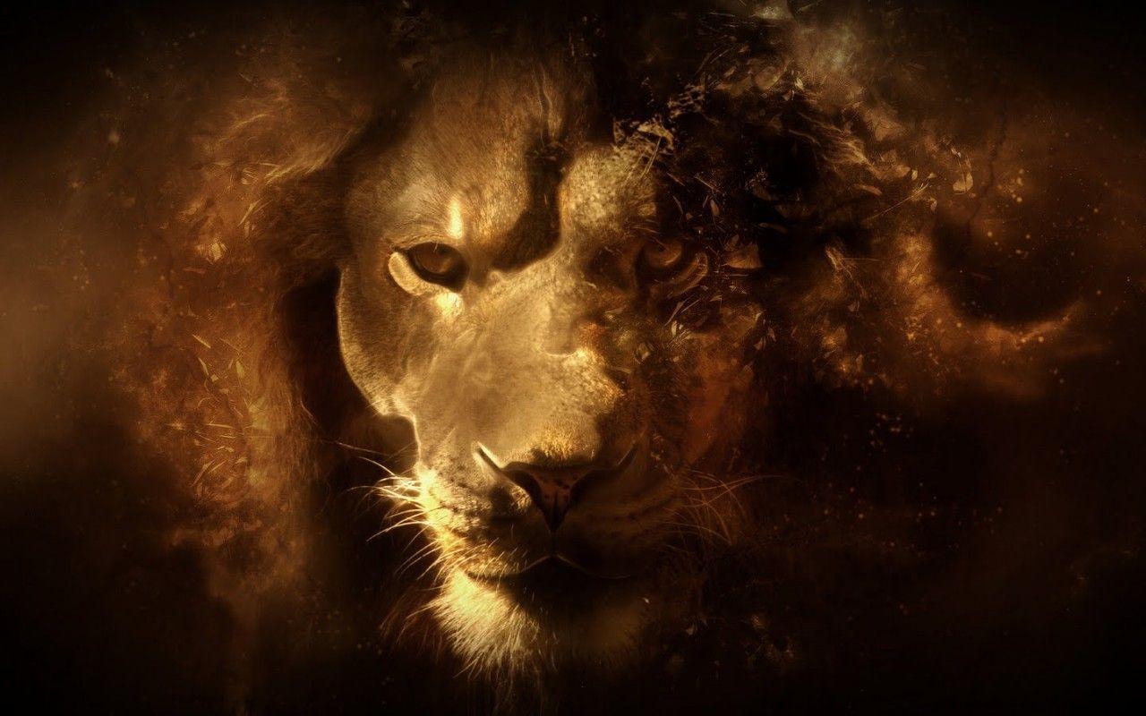 lion wallpapers