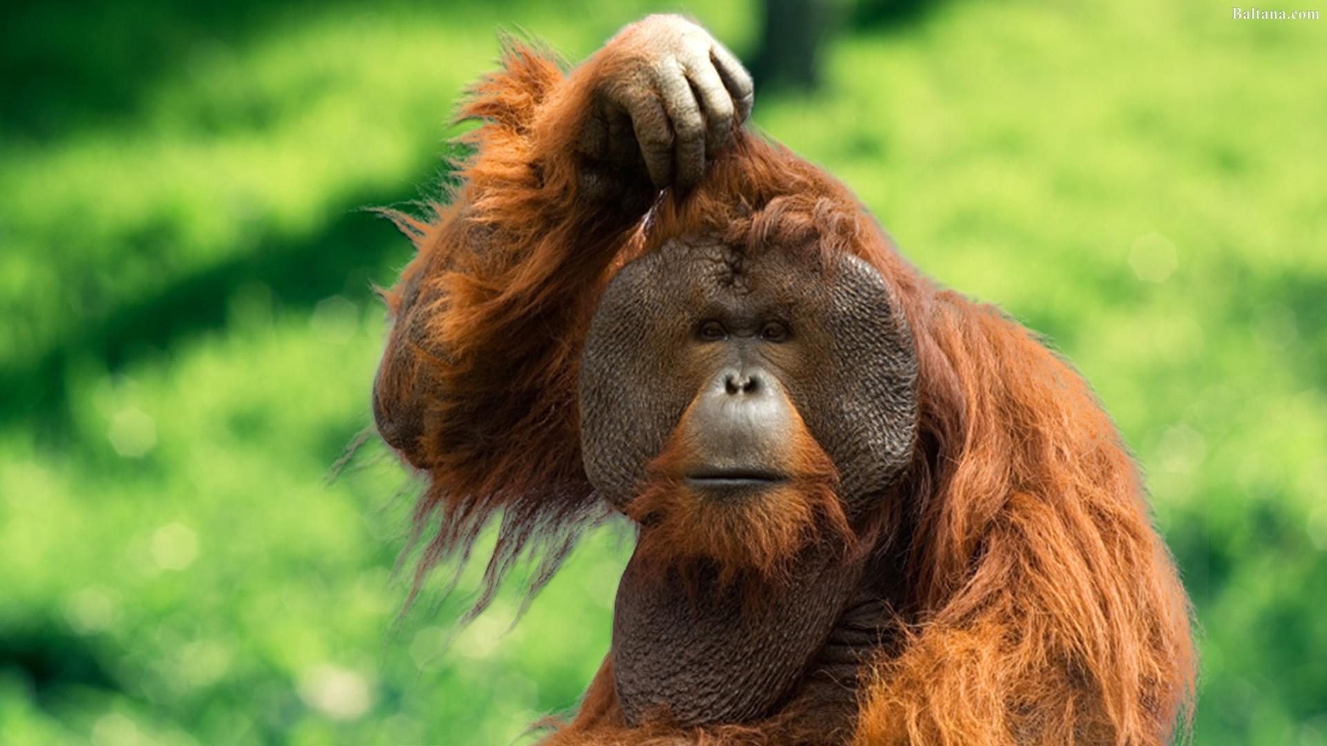 Orangutan Wallpapers HD Backgrounds, Image, Pics, Photos Free