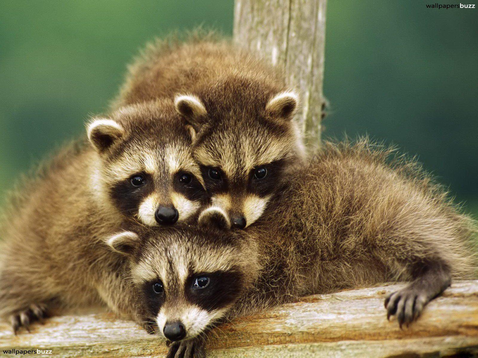 Baby raccoons HD Wallpapers