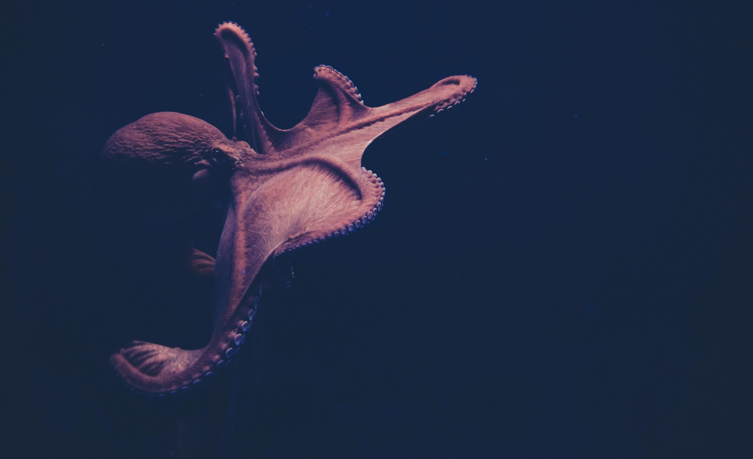 100+ Octopus Pictures [HD]