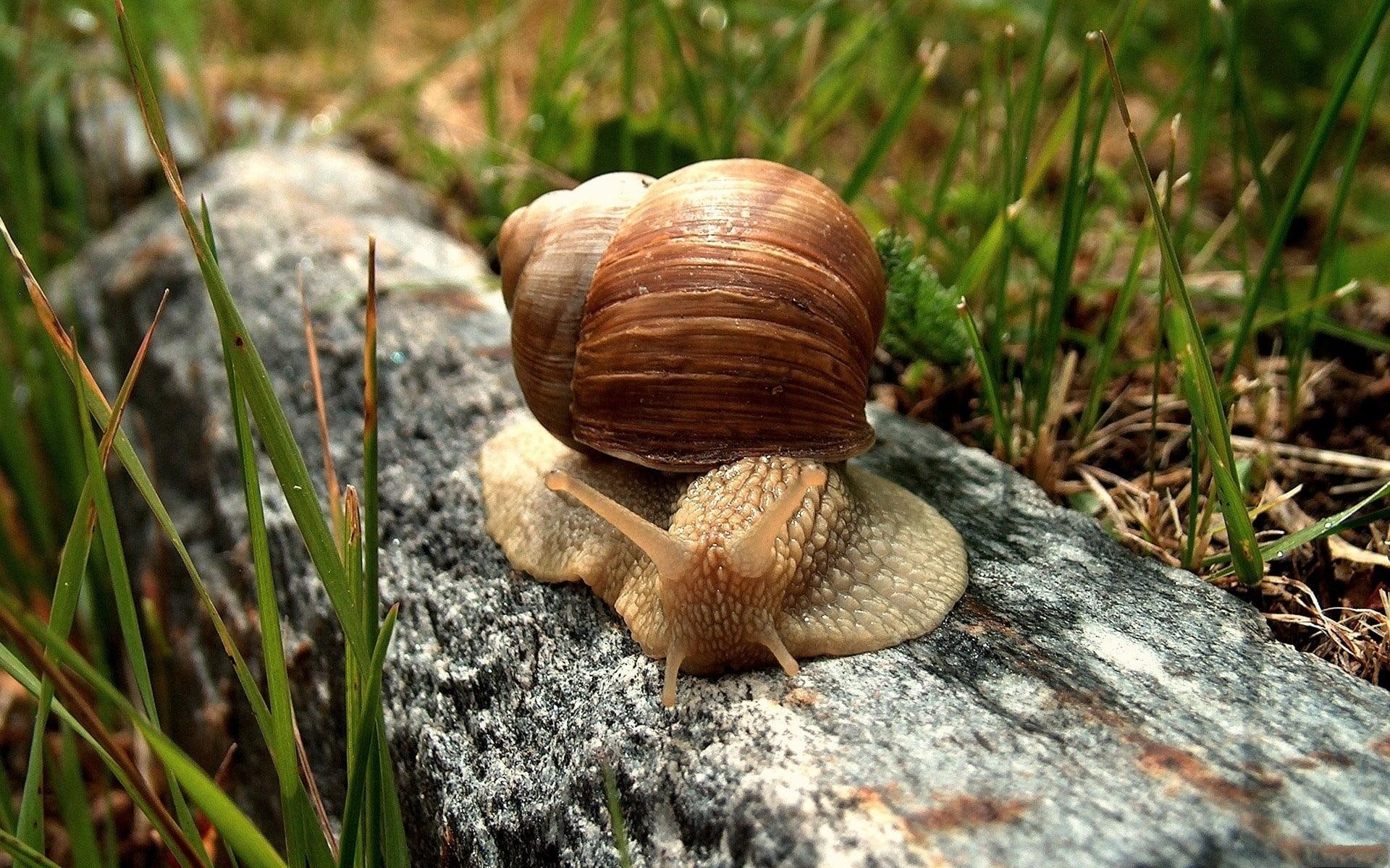 Brown garden snail on gray log HD wallpapers