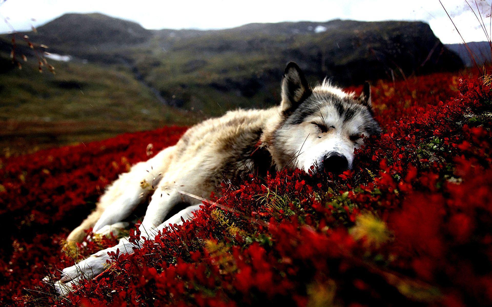 Download Dogs Alaska Wallpapers