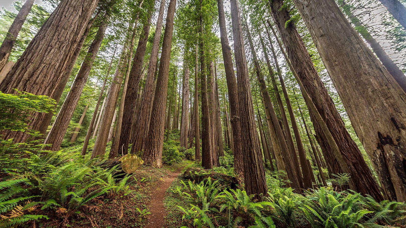 Redwood National and State Parks