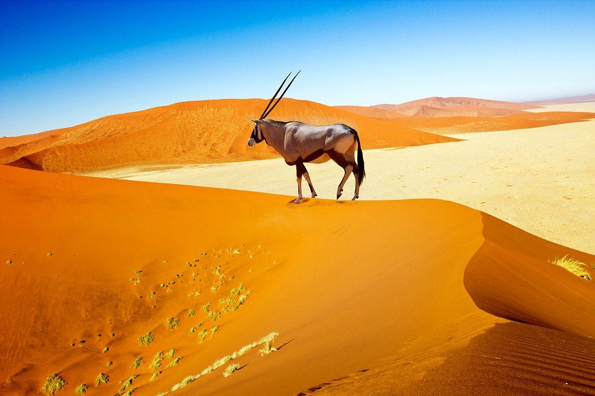 Experience The Dunes At Sossusvlei In Namibia