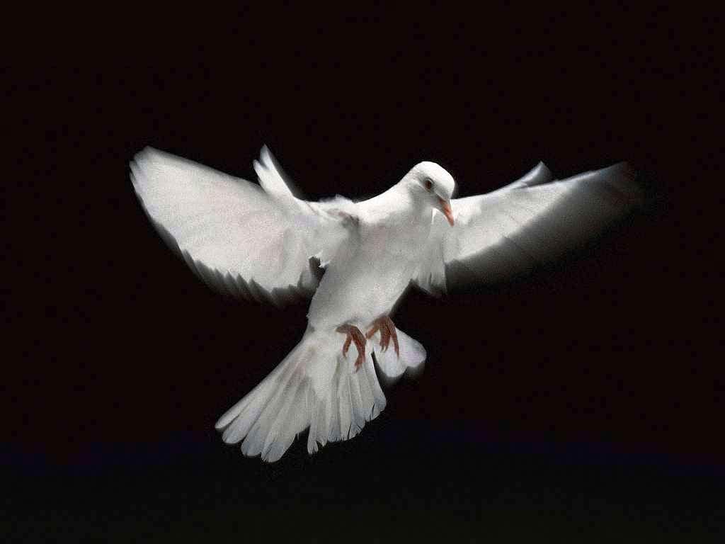 Dove Wallpapers 8676 Wallpapers HD