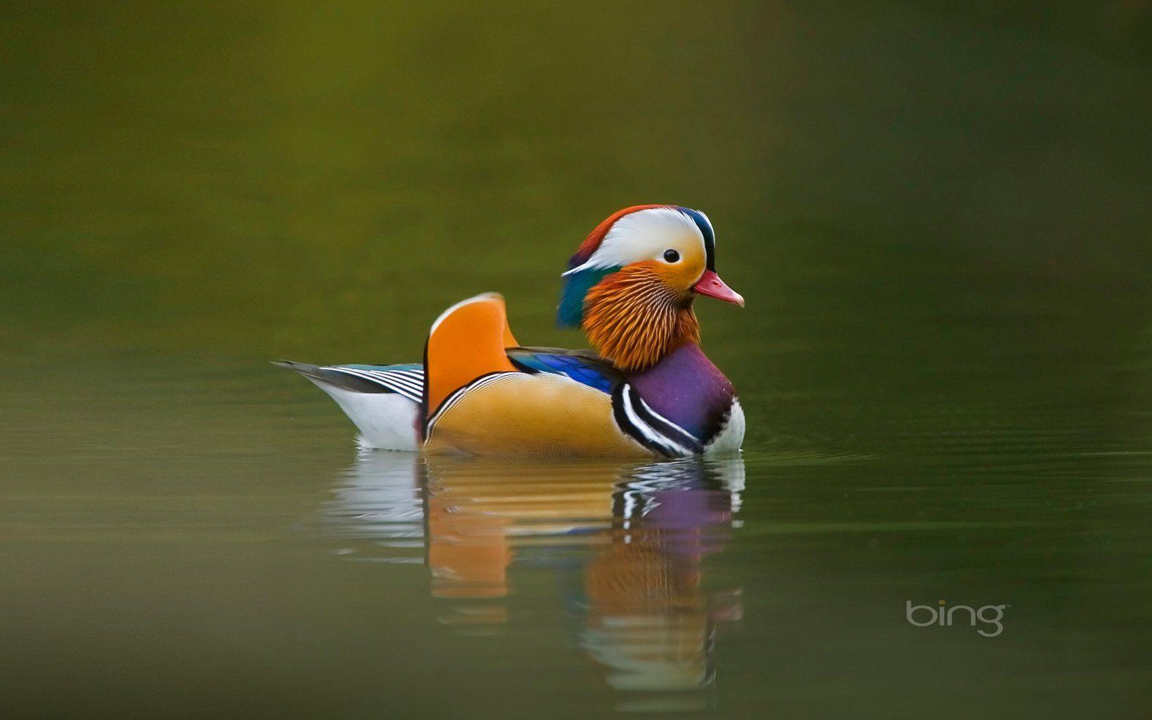 Love in the Mandarin Duck bird wallpapers 18529