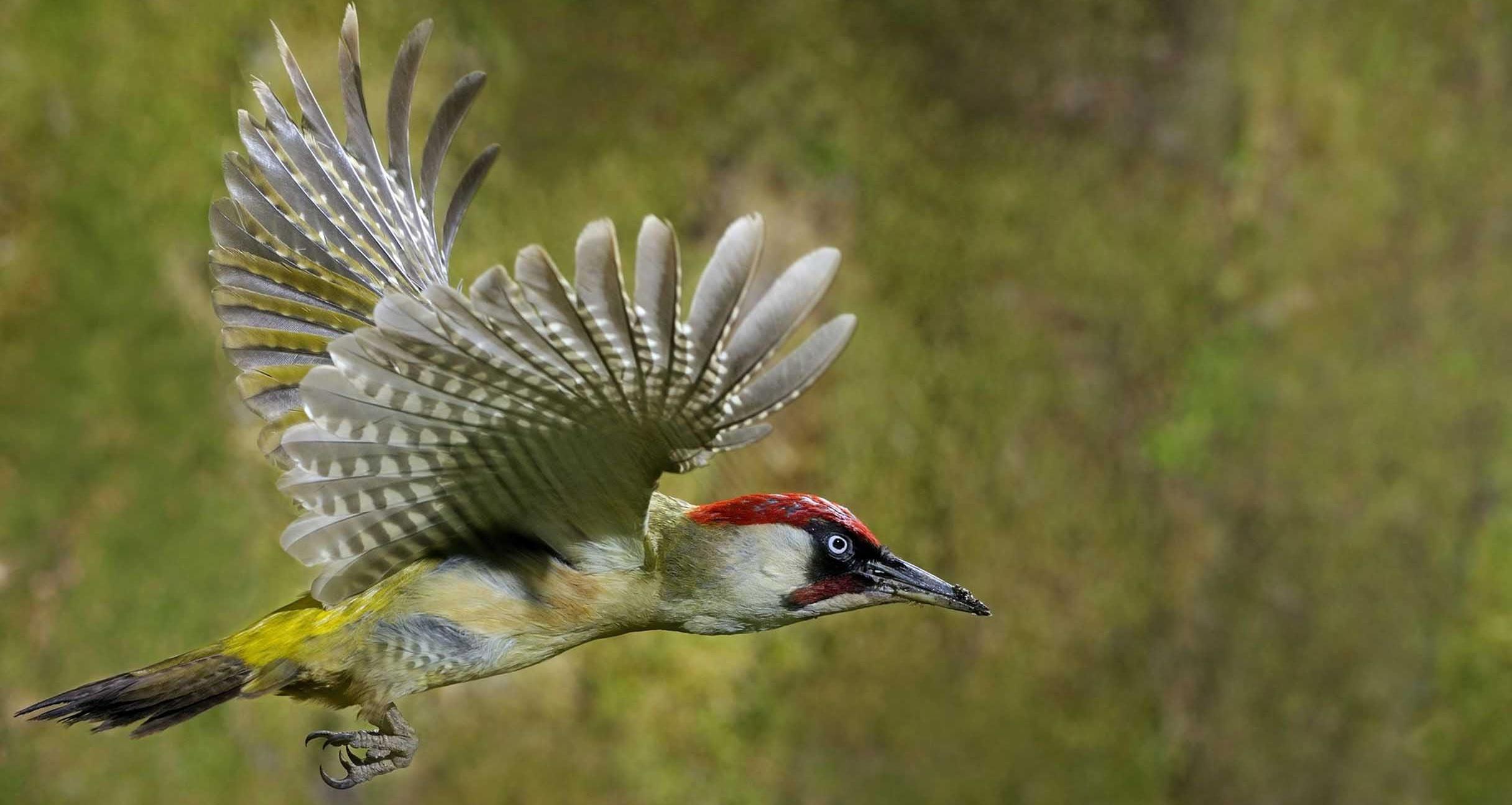 Quality Woodpecker Picture on Animal Picture Society