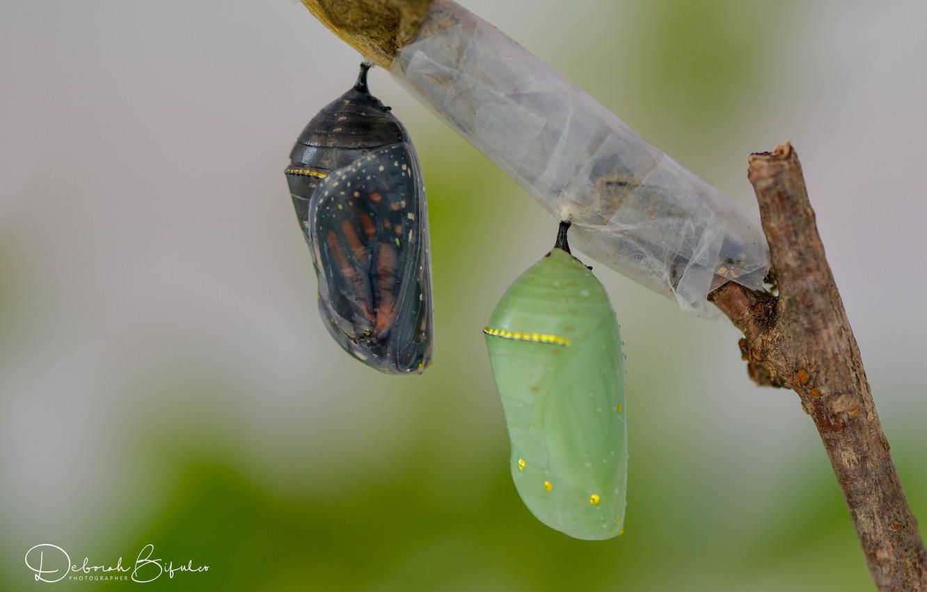 Wallpapers butterfly, sprig, cocoons image for desktop