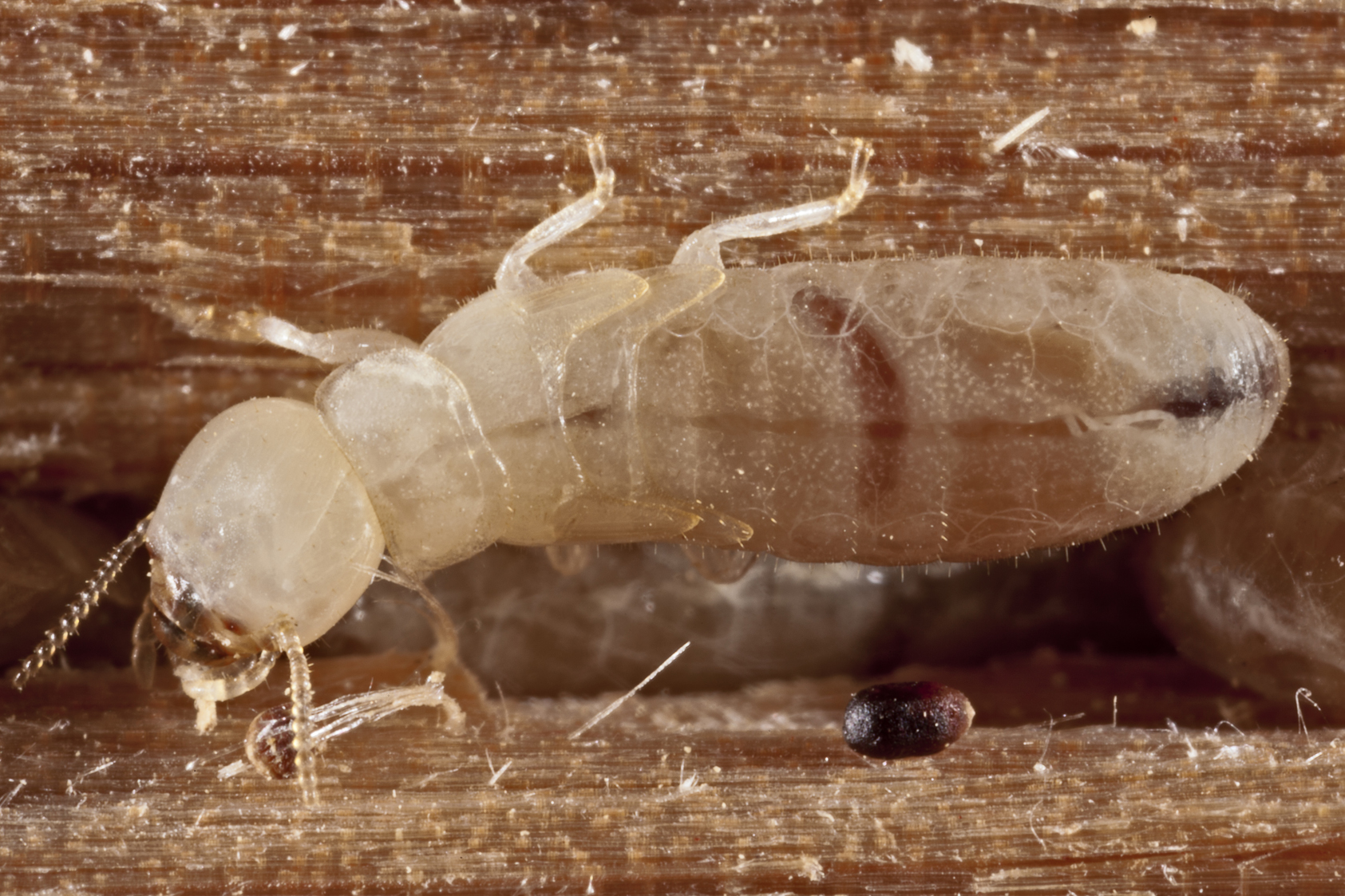 Best 55+ Termite Wallpapers on HipWallpapers