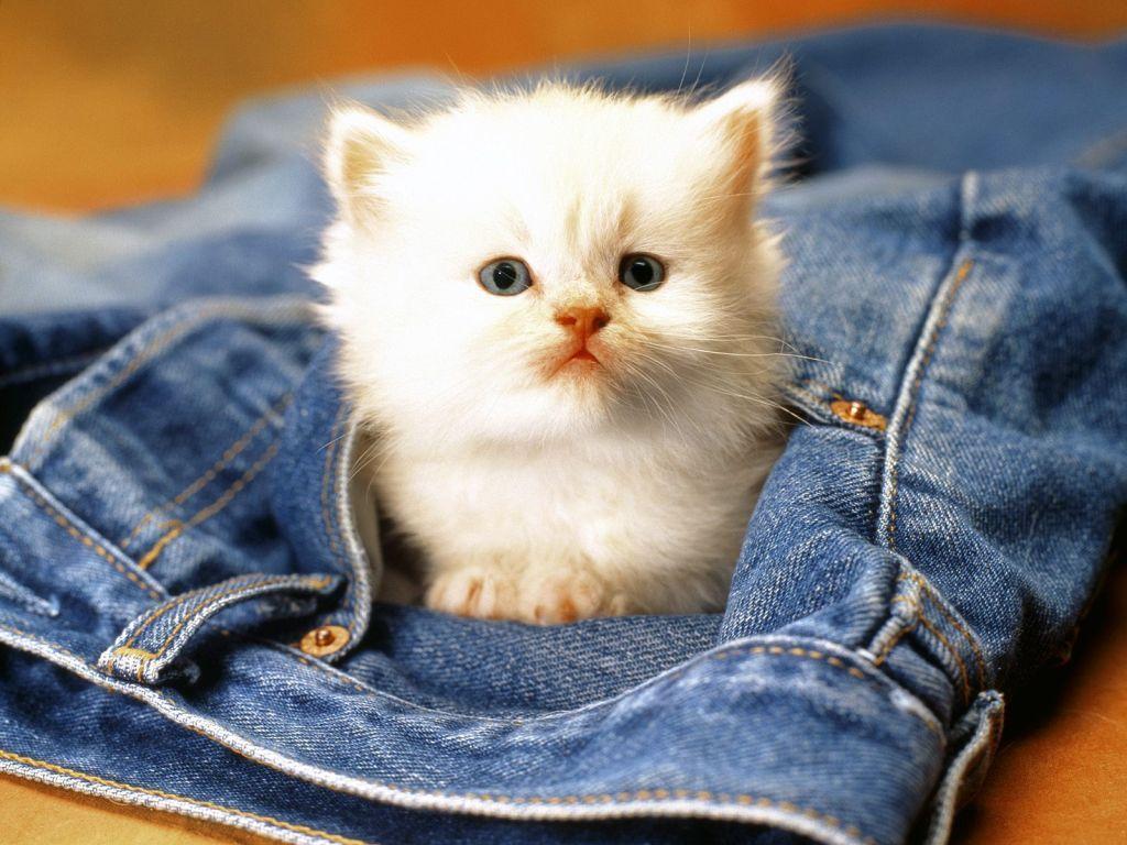 Cute Cats Wallpapers