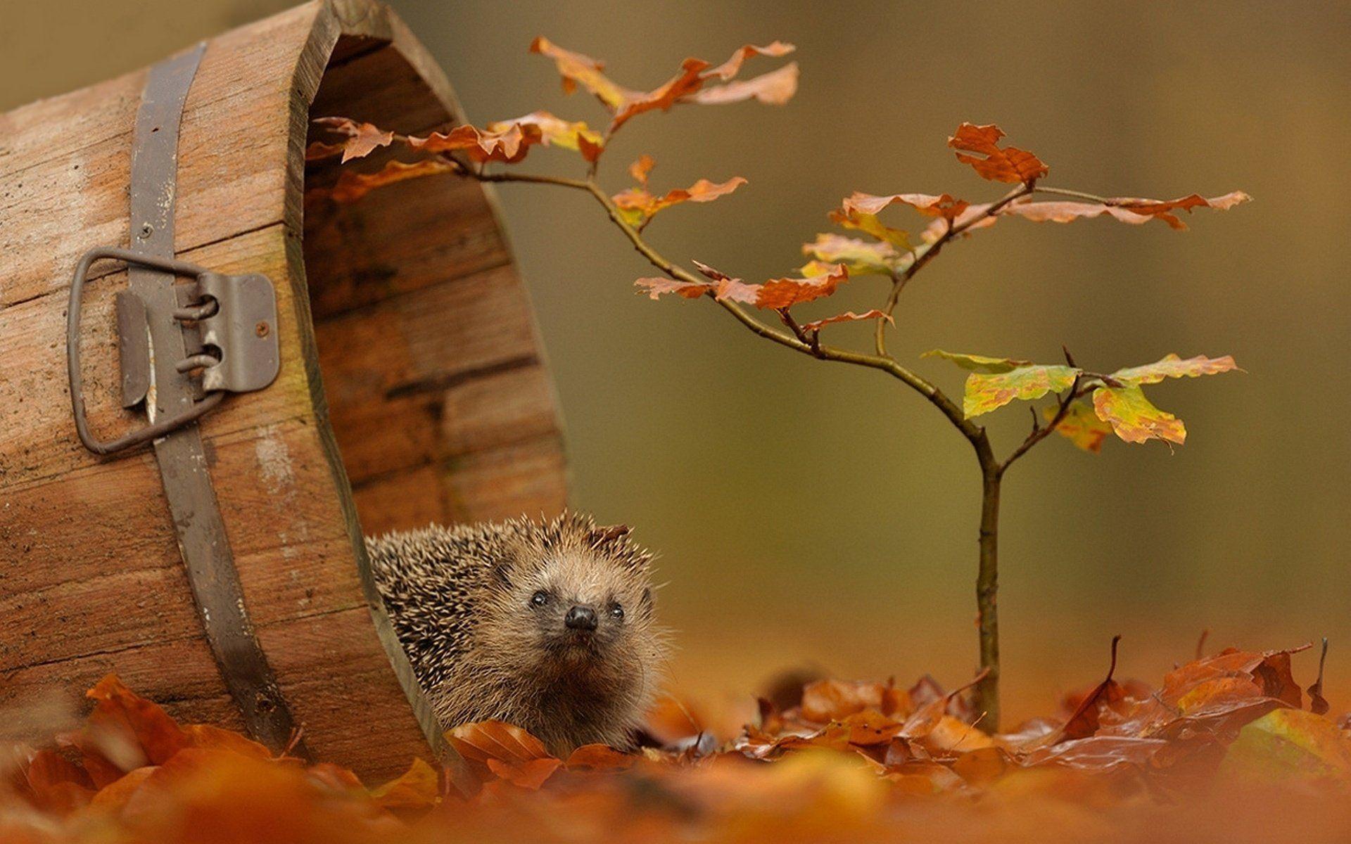 106 Hedgehog HD Wallpapers