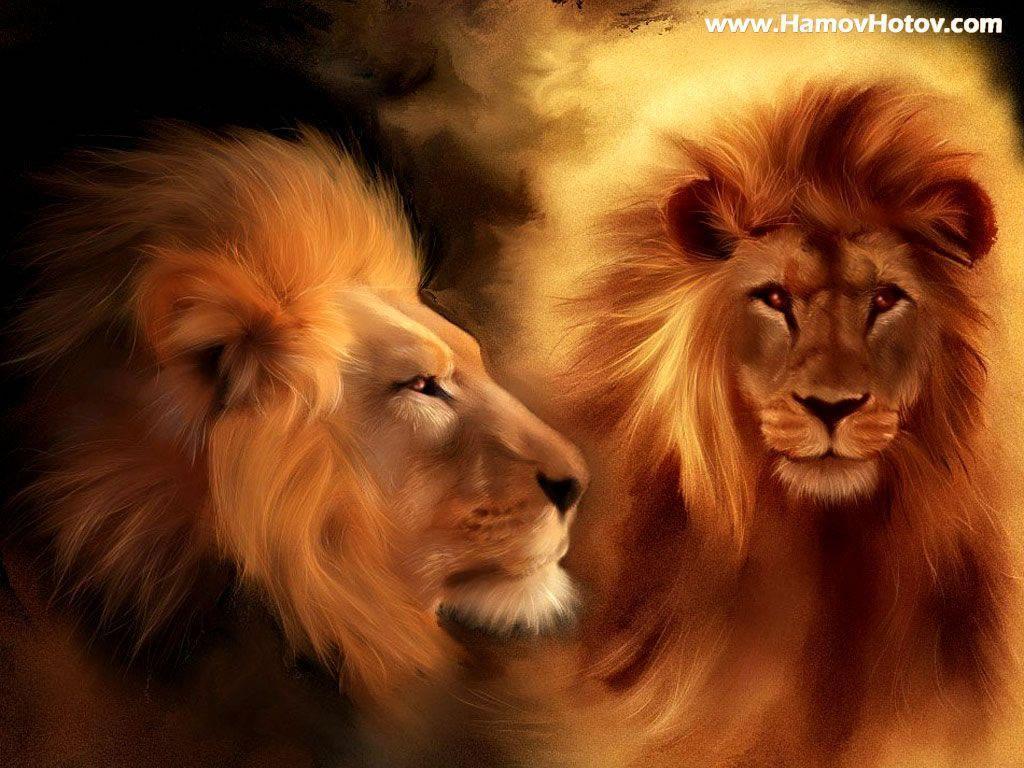 Wallpapers For > Roaring Male Lion Wallpapers