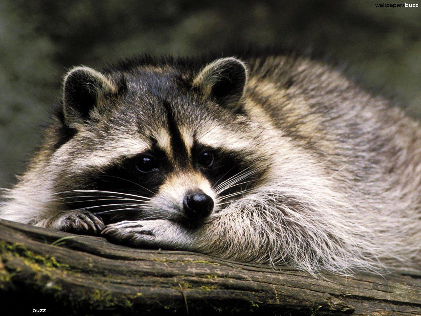 Sad raccoon HD Wallpapers