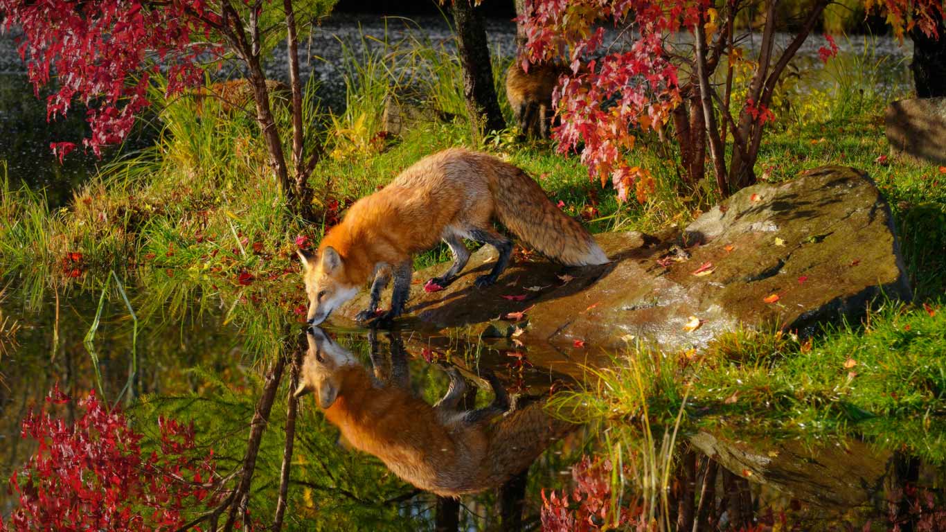 Wallpapers For > Red Fox Wallpapers National Geographic