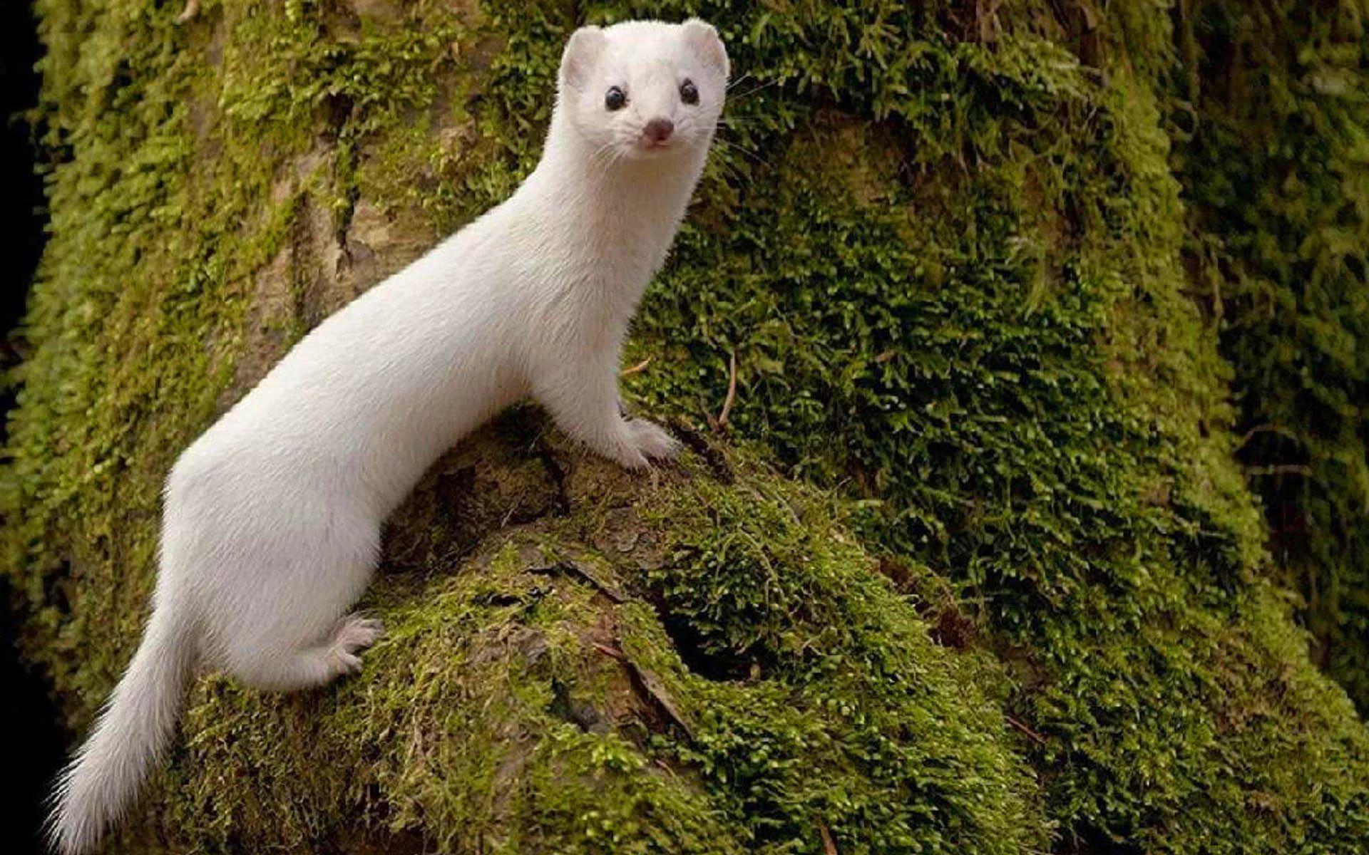 Weasel Wallpapers Widescreen Image Photos Pictures