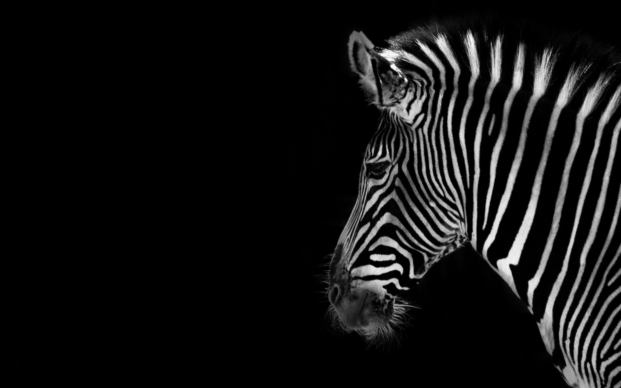 Wallpapers Zebra