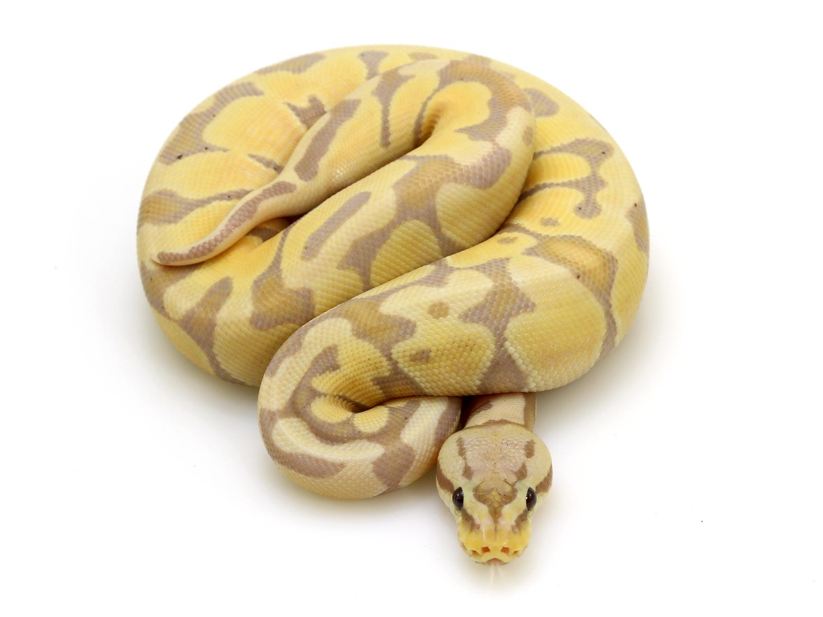 Banana Pastel Blade – Markus Jayne Ball Pythons