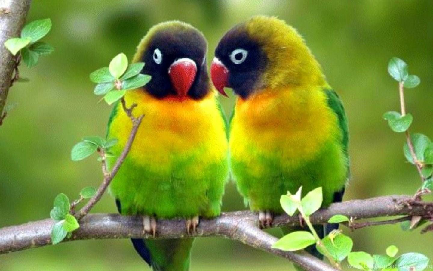 Parrot Wallpapers Desktop Backgrounds