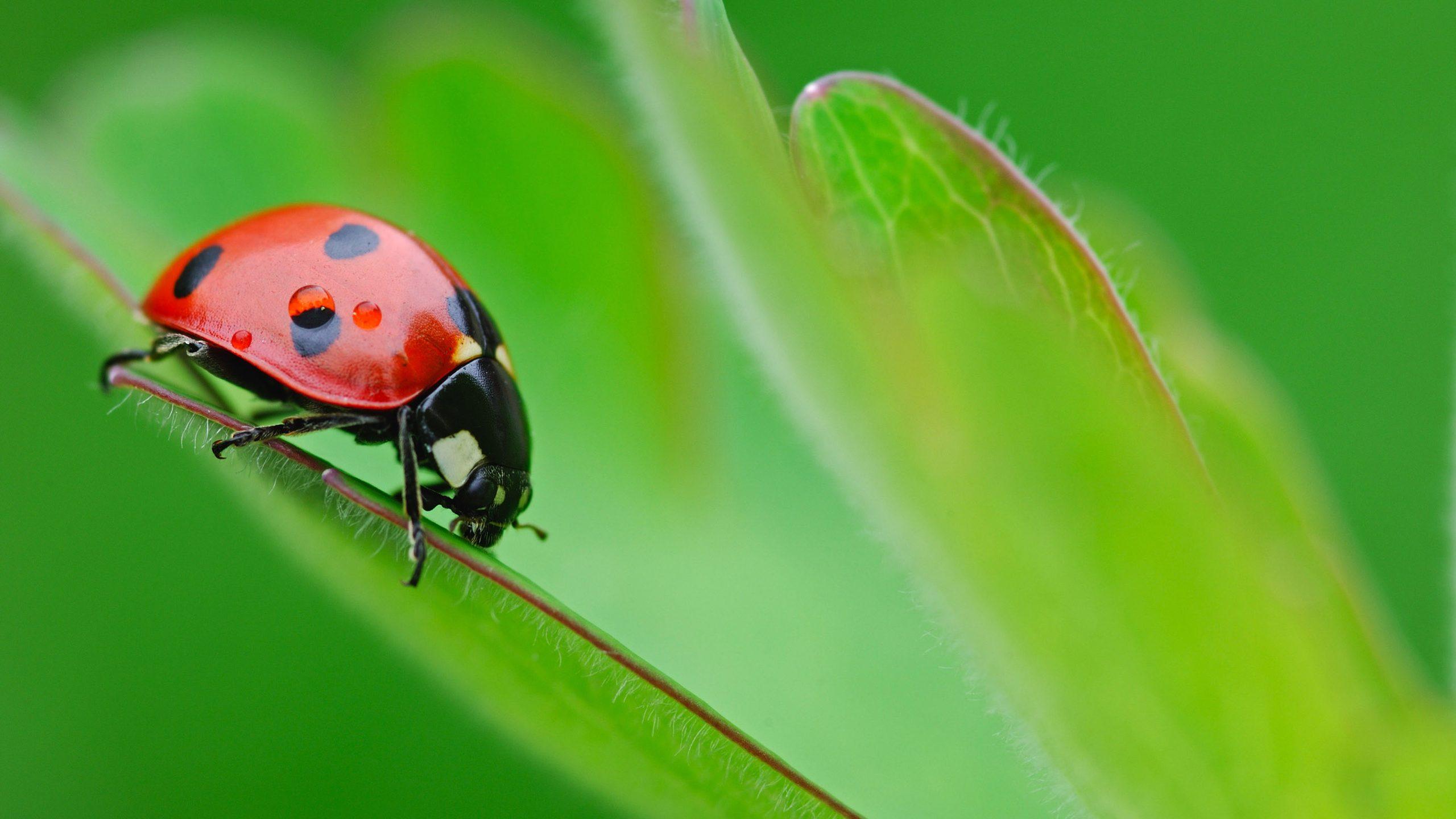 HD Wallpapers Of A Pretty Ladybird Beetle On A Green Plant