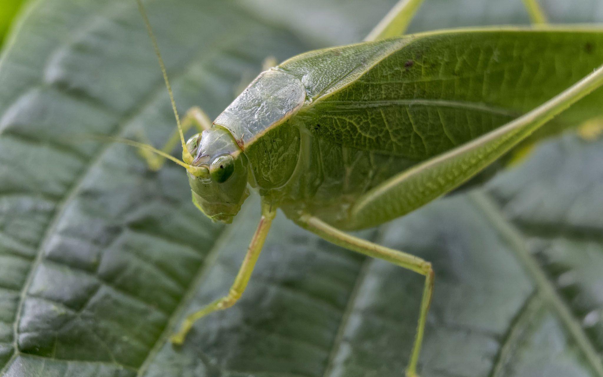 Leafhopper Free HD Wallpapers Image Backgrounds