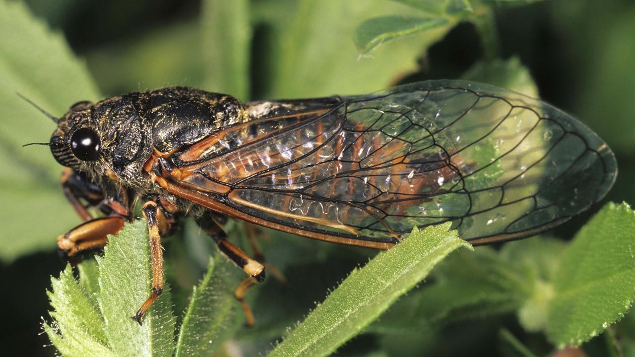 Download wallpapers insect, leaf, wings hd, hdv