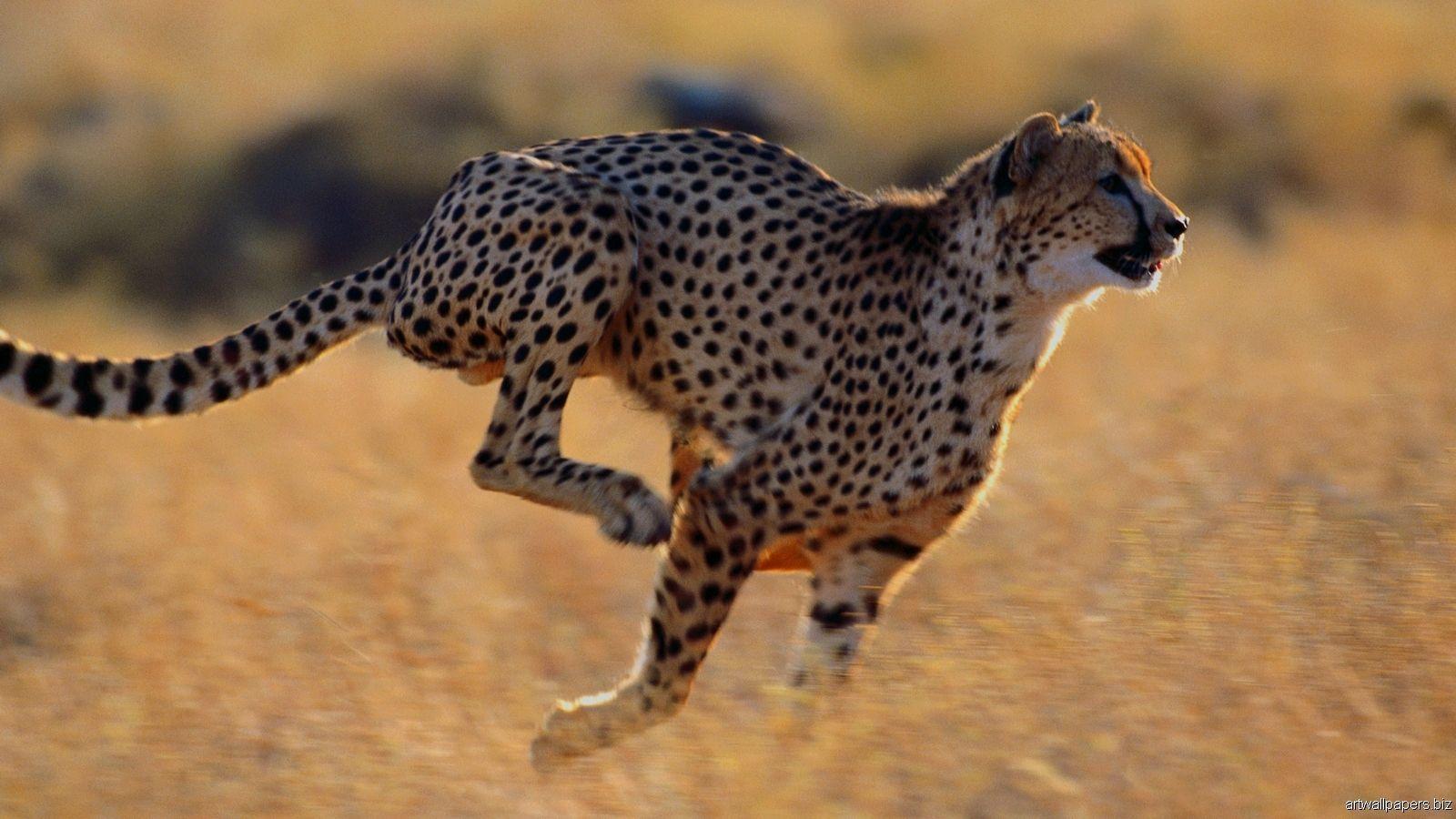 Animals For > African Cheetah Wallpapers