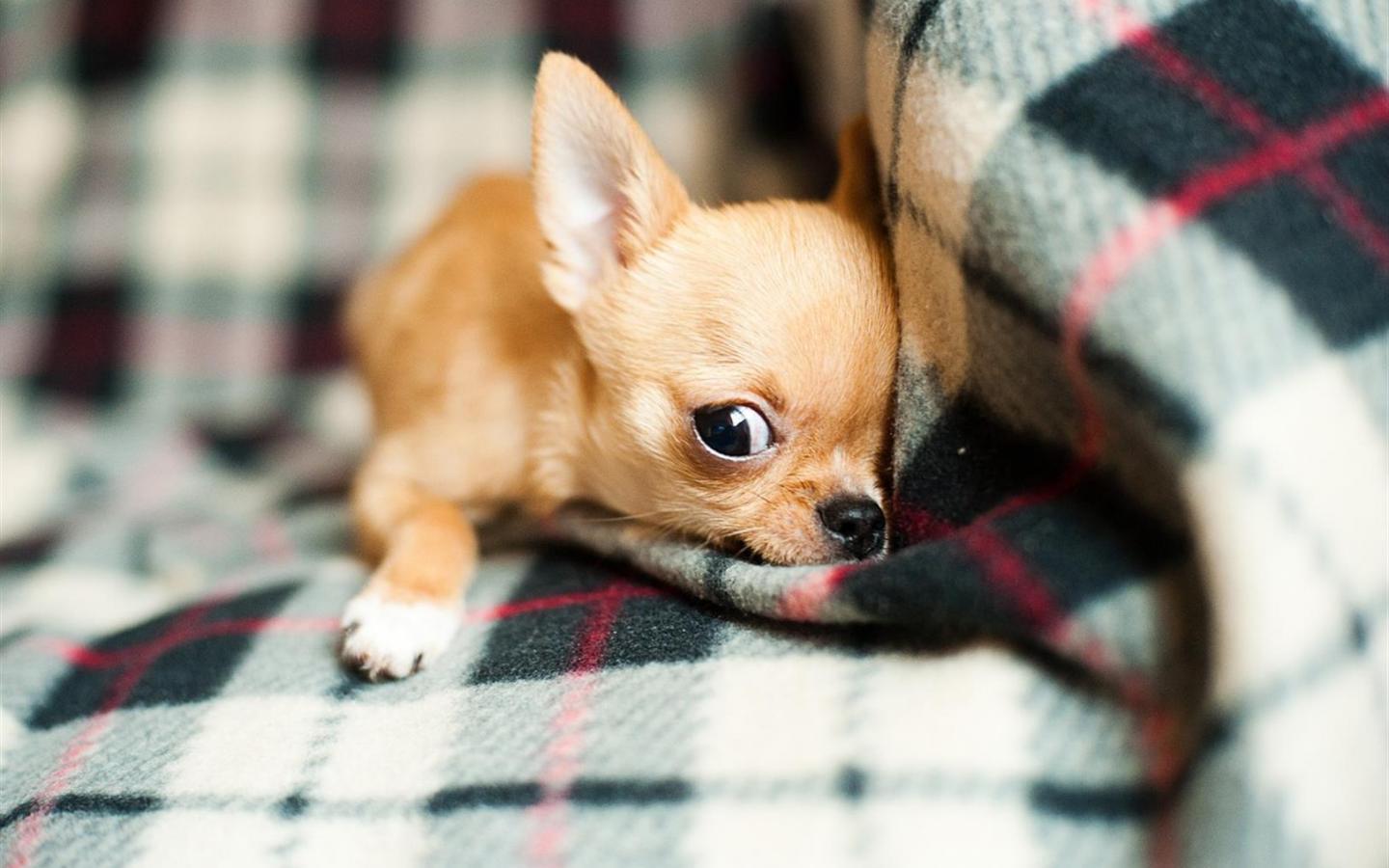 Chihuahua Wallpapers 8