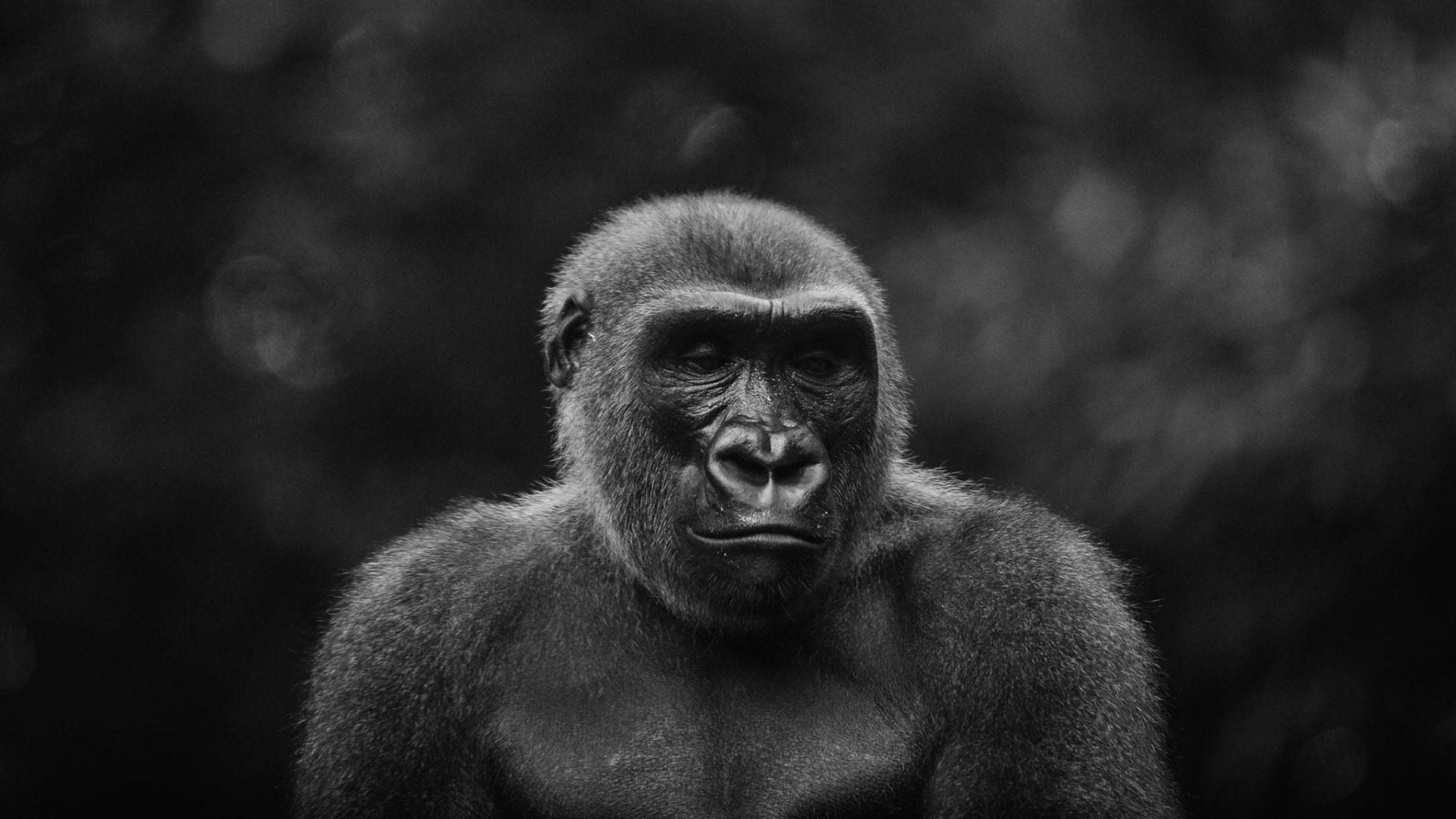 Gorilla Wallpapers