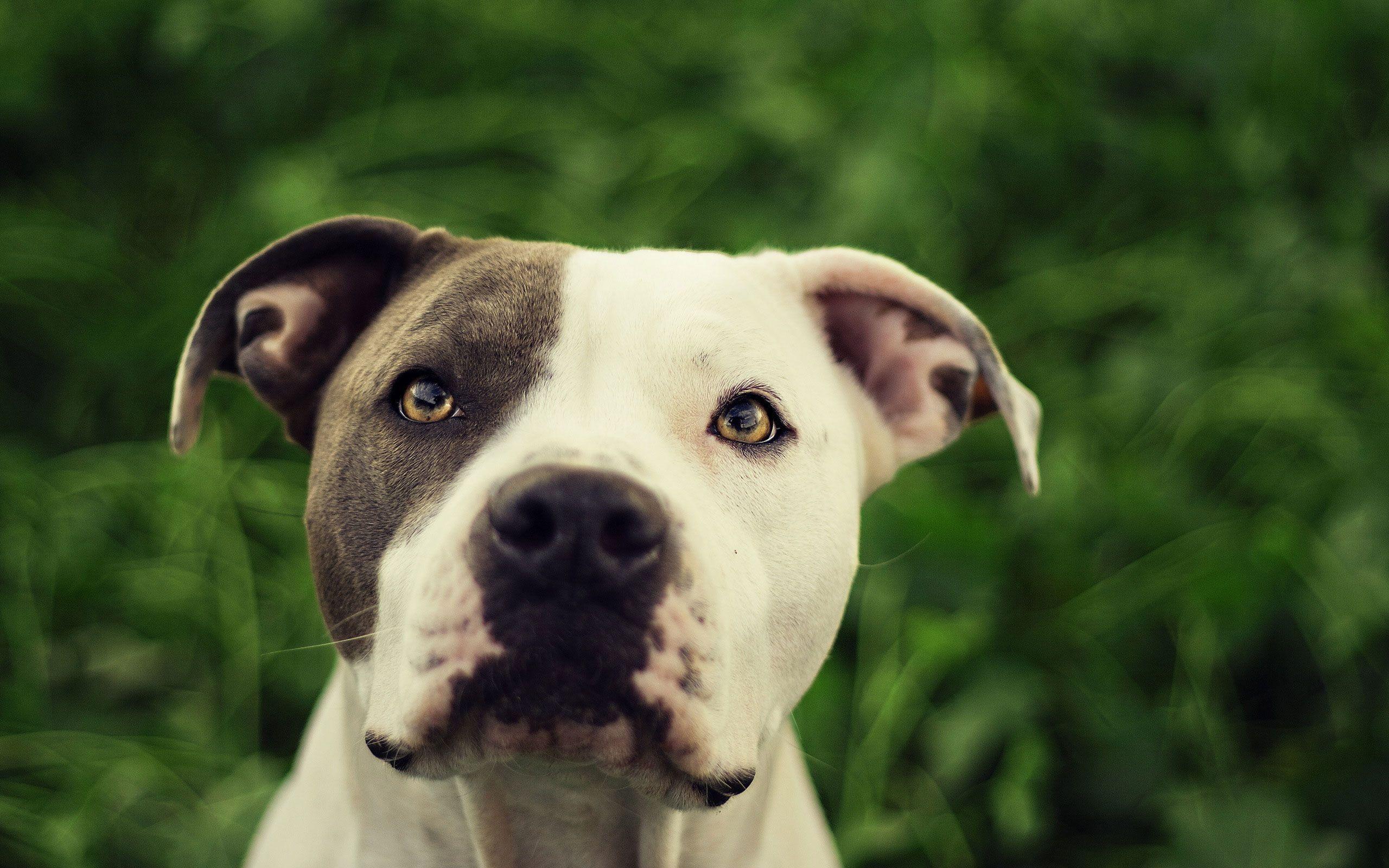 Pit Bull Dog HD Wallpapers