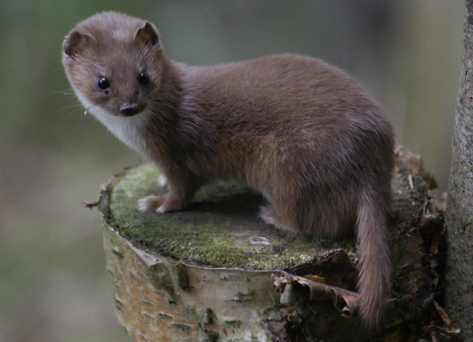 Weasel HD Wallpapers