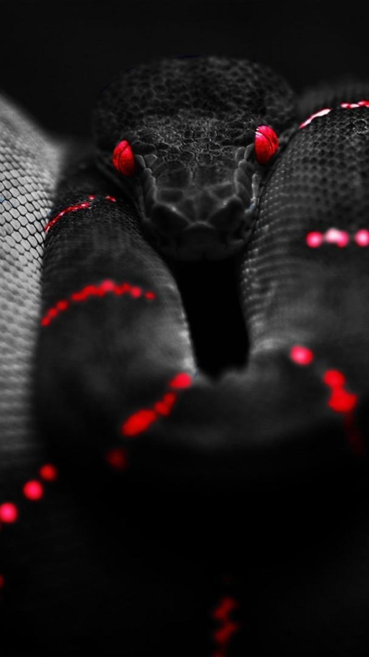 1080p Boa Snake Wallpapers, 41 1080p Boa Snake HD Wallpapers