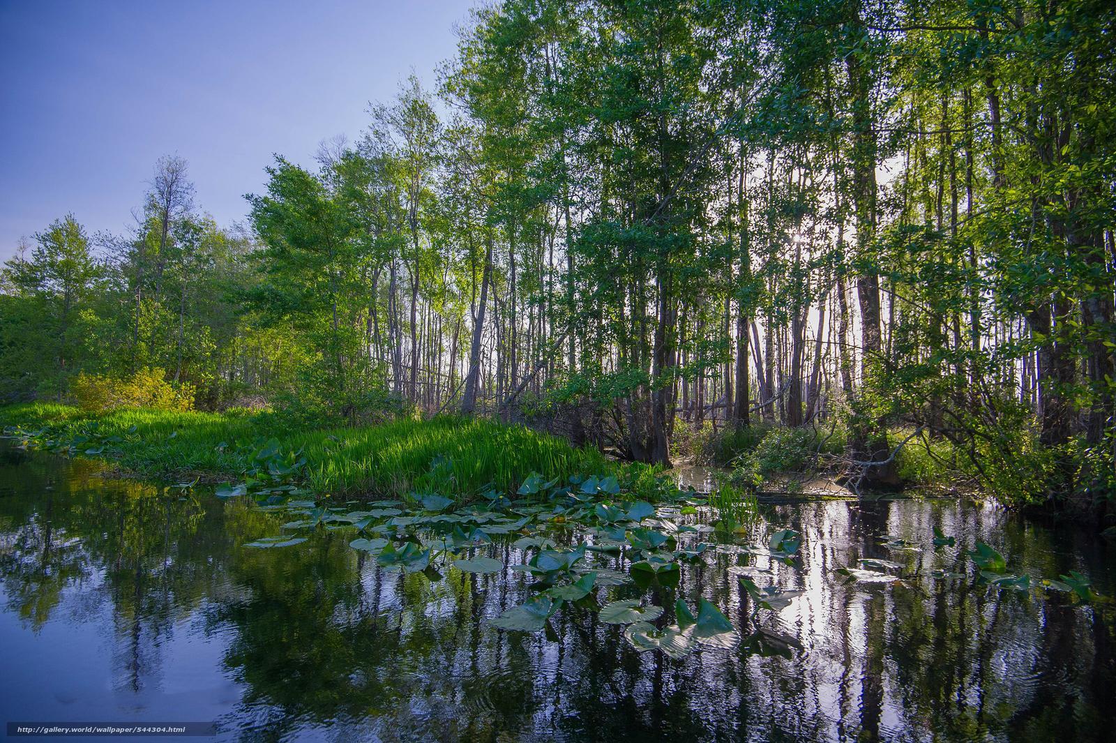 Download wallpapers Okefenokee, Swamp, Georgia State Park, USA free