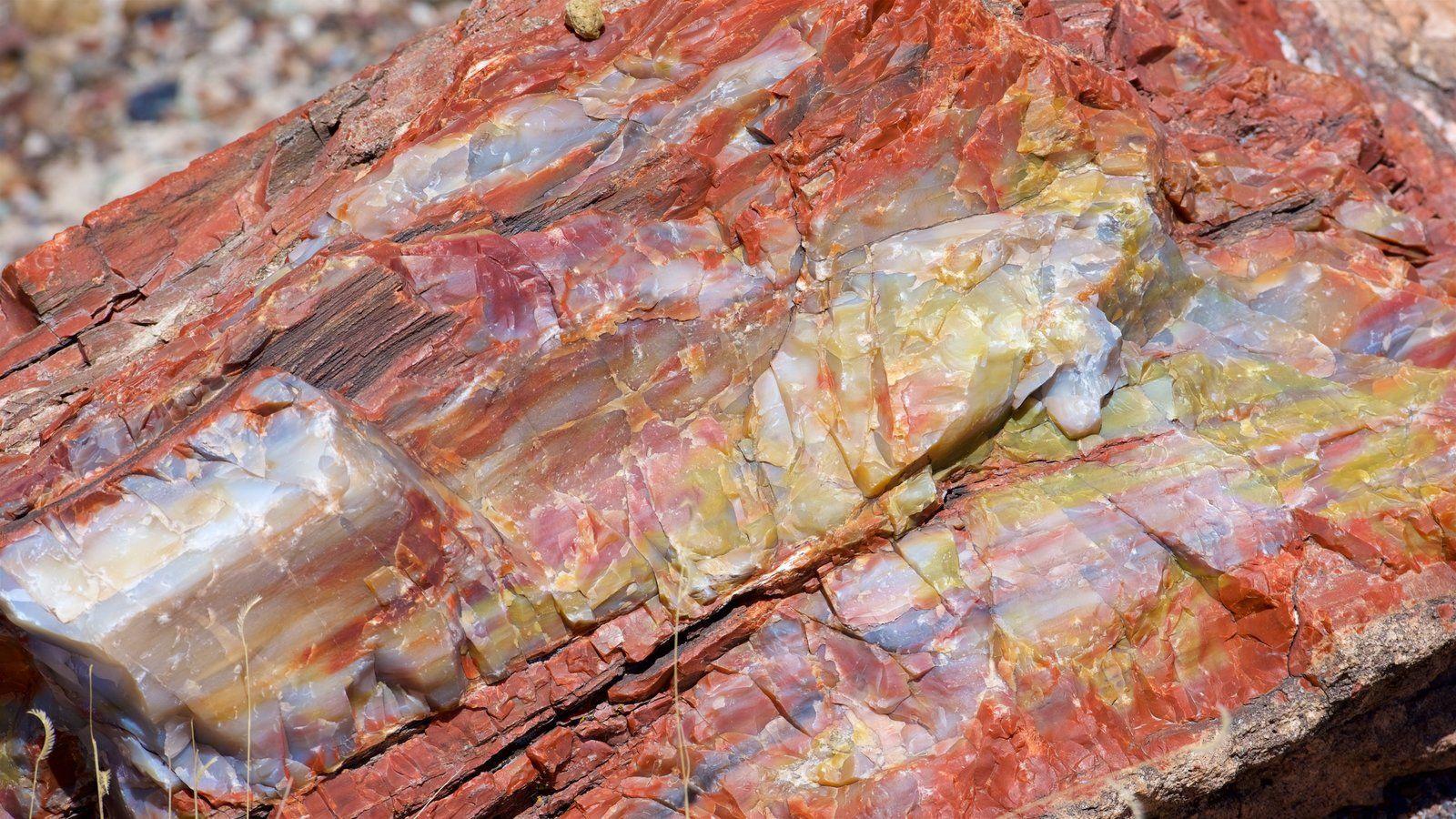 Petrified Forest National Park Pictures: View Photos & Image of