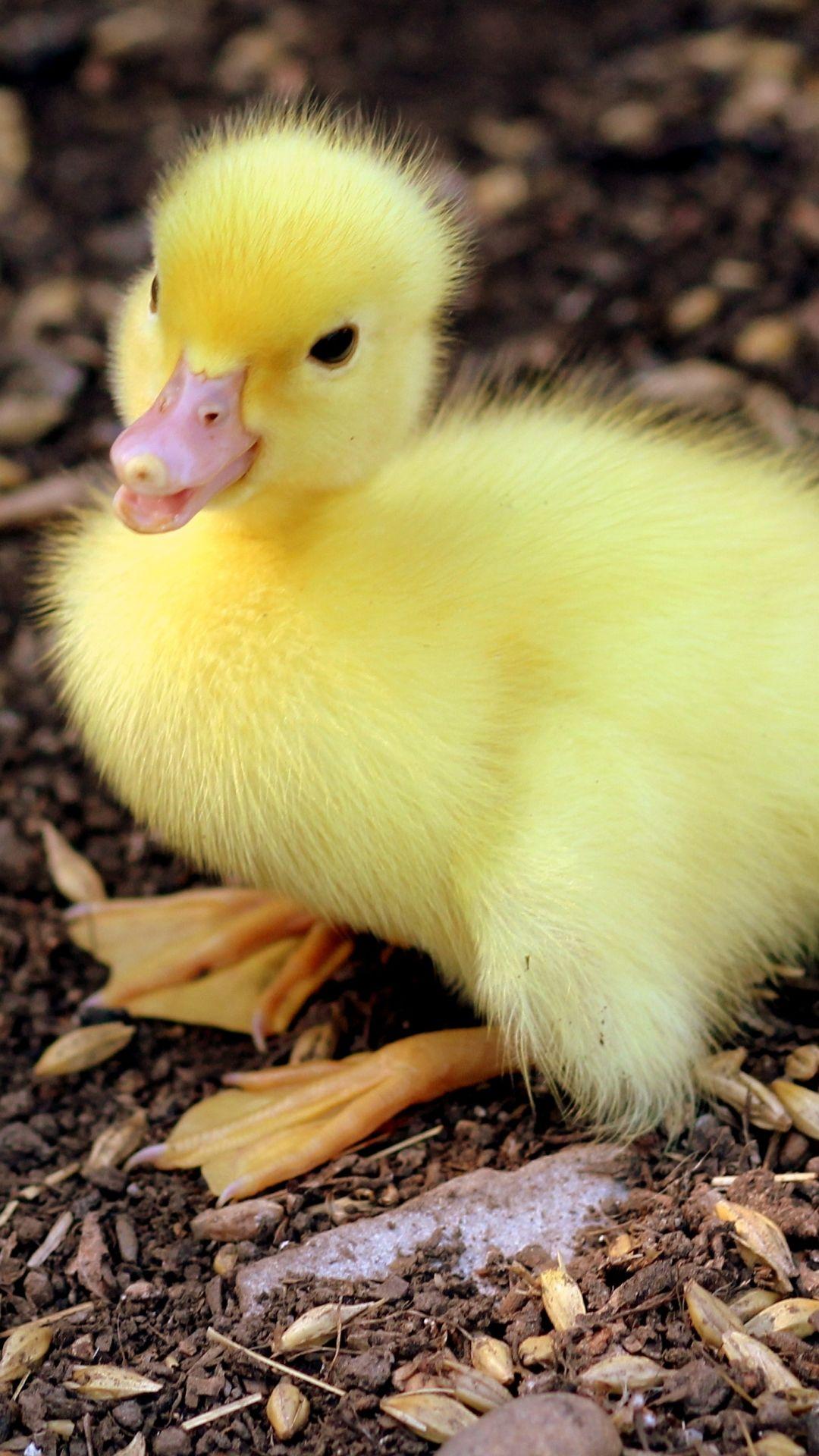 Baby Ducks Iphone Wallpapers