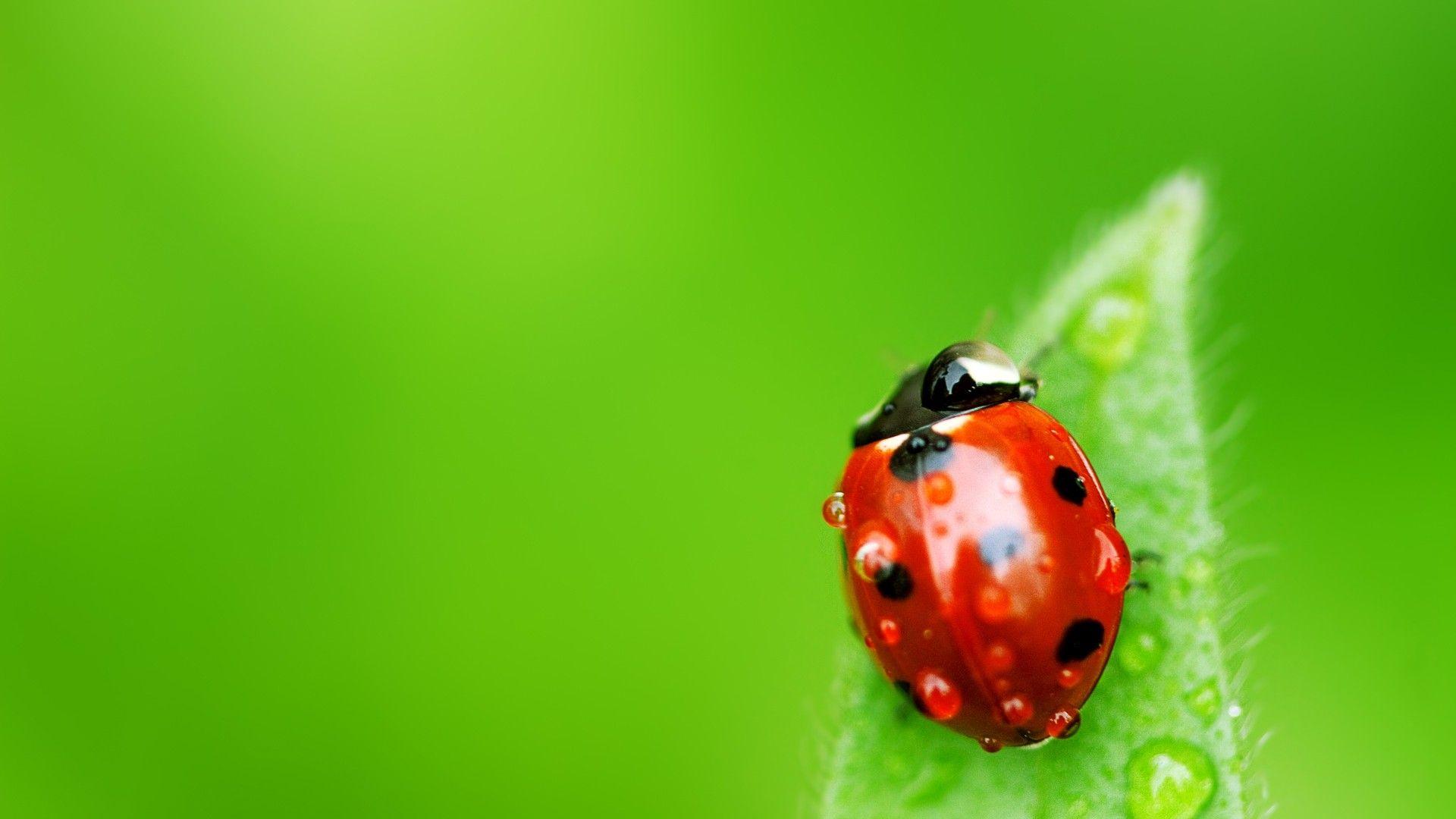 Ladybugs Wallpapers Hd