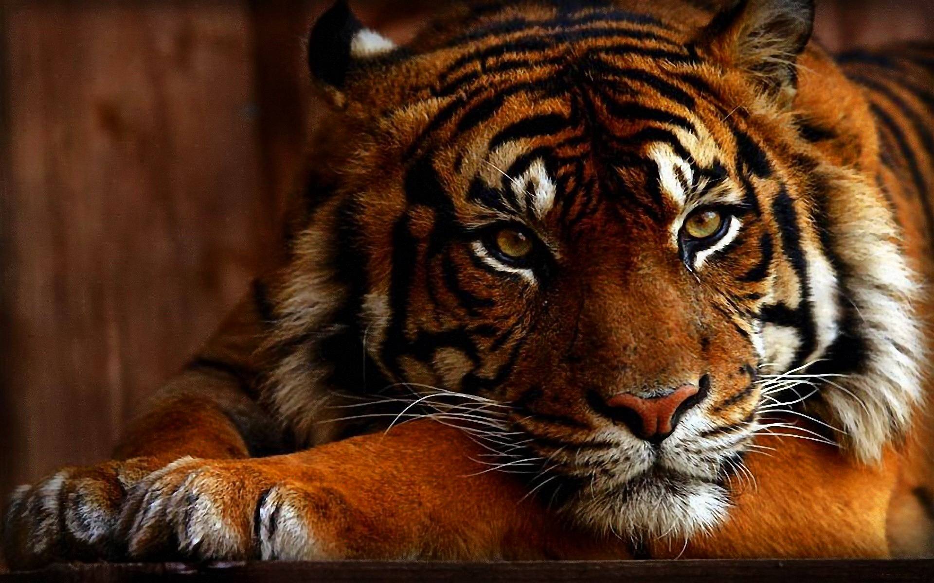 Wallpapers HD Tiger 73 172042 High Definition Wallpapers